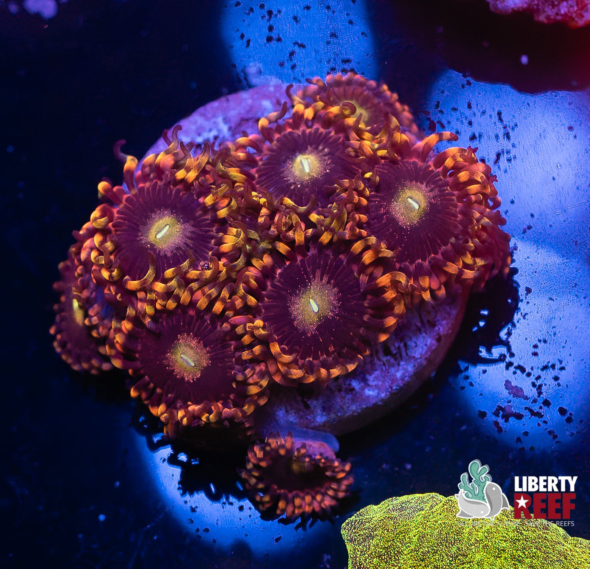 Big R Bozo Birthday Zoas