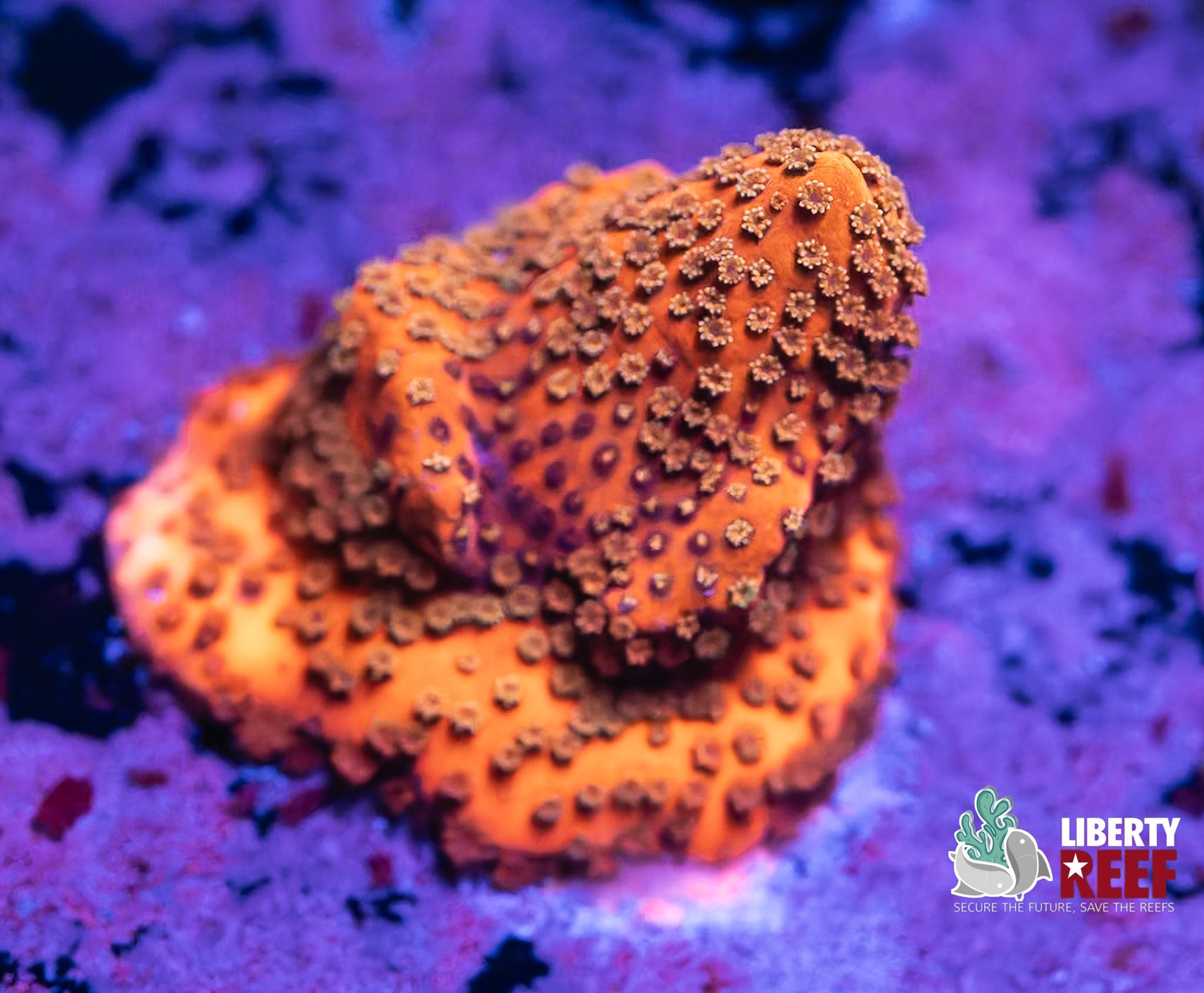 Orange Delight Cyphastrea