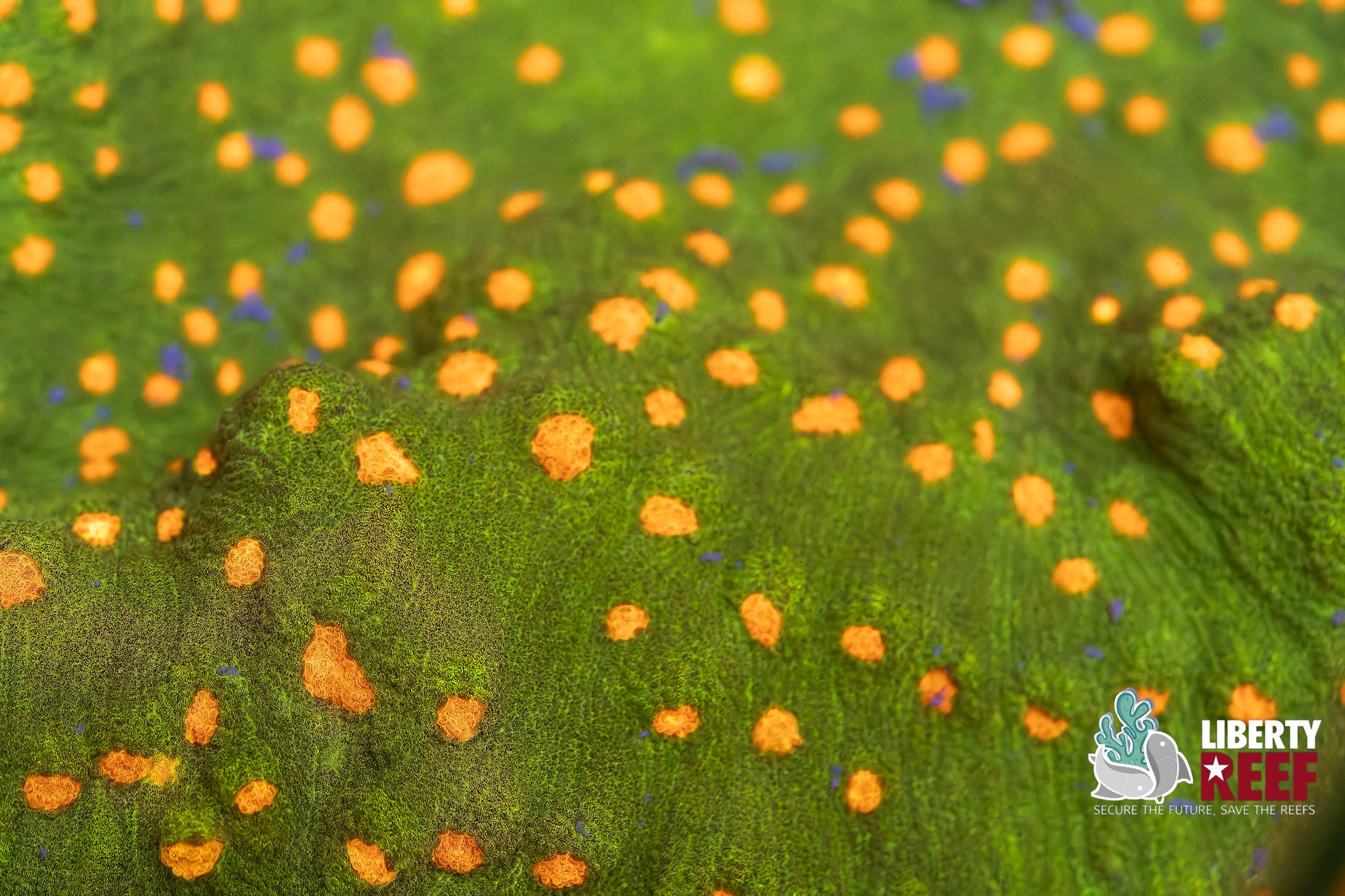 Aquacultured Space Invader Chalice