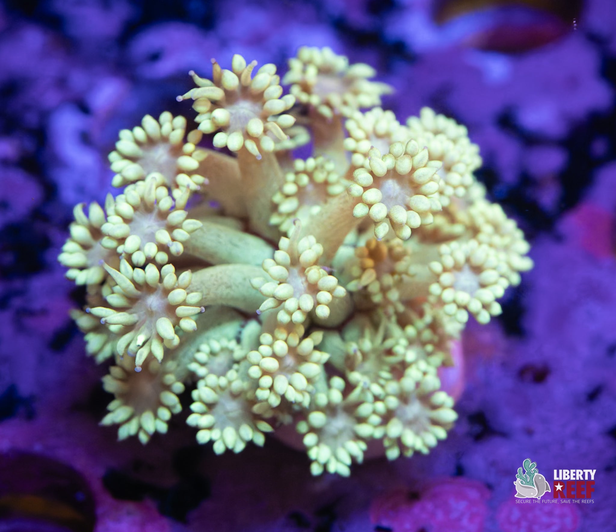 10/31 Online Auction