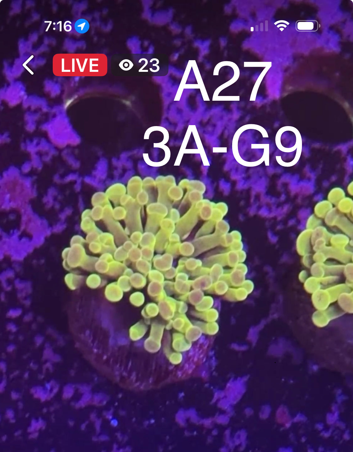 9/6 Facebook Live Auction
