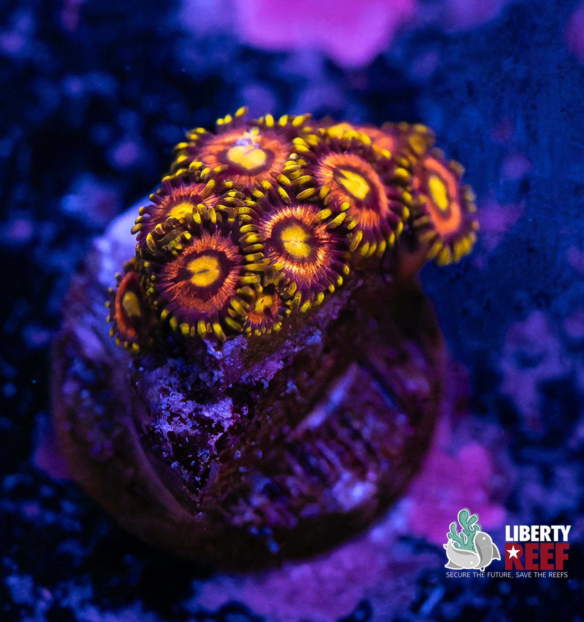 Laser Lemon Zoas