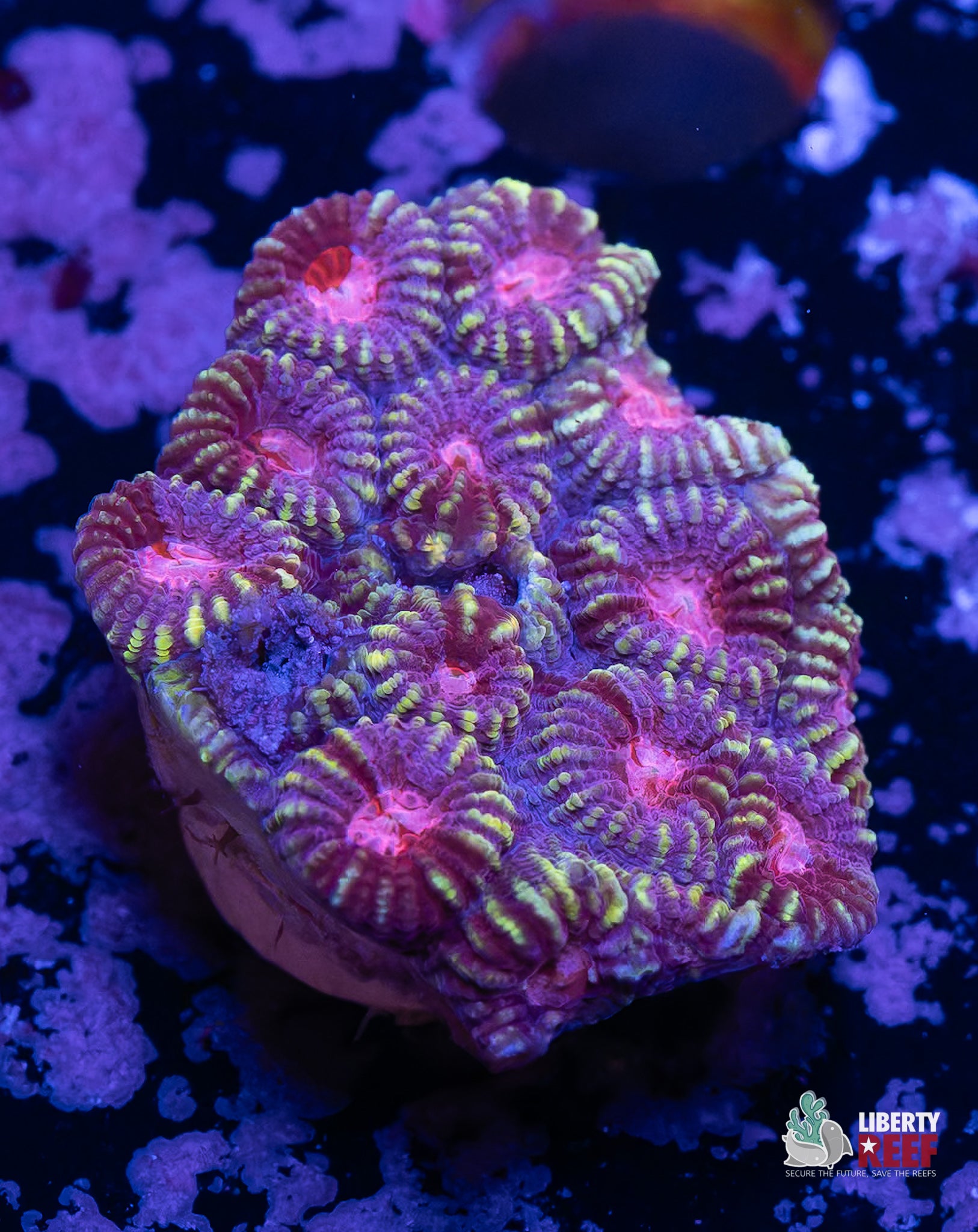 10/31 Online Auction