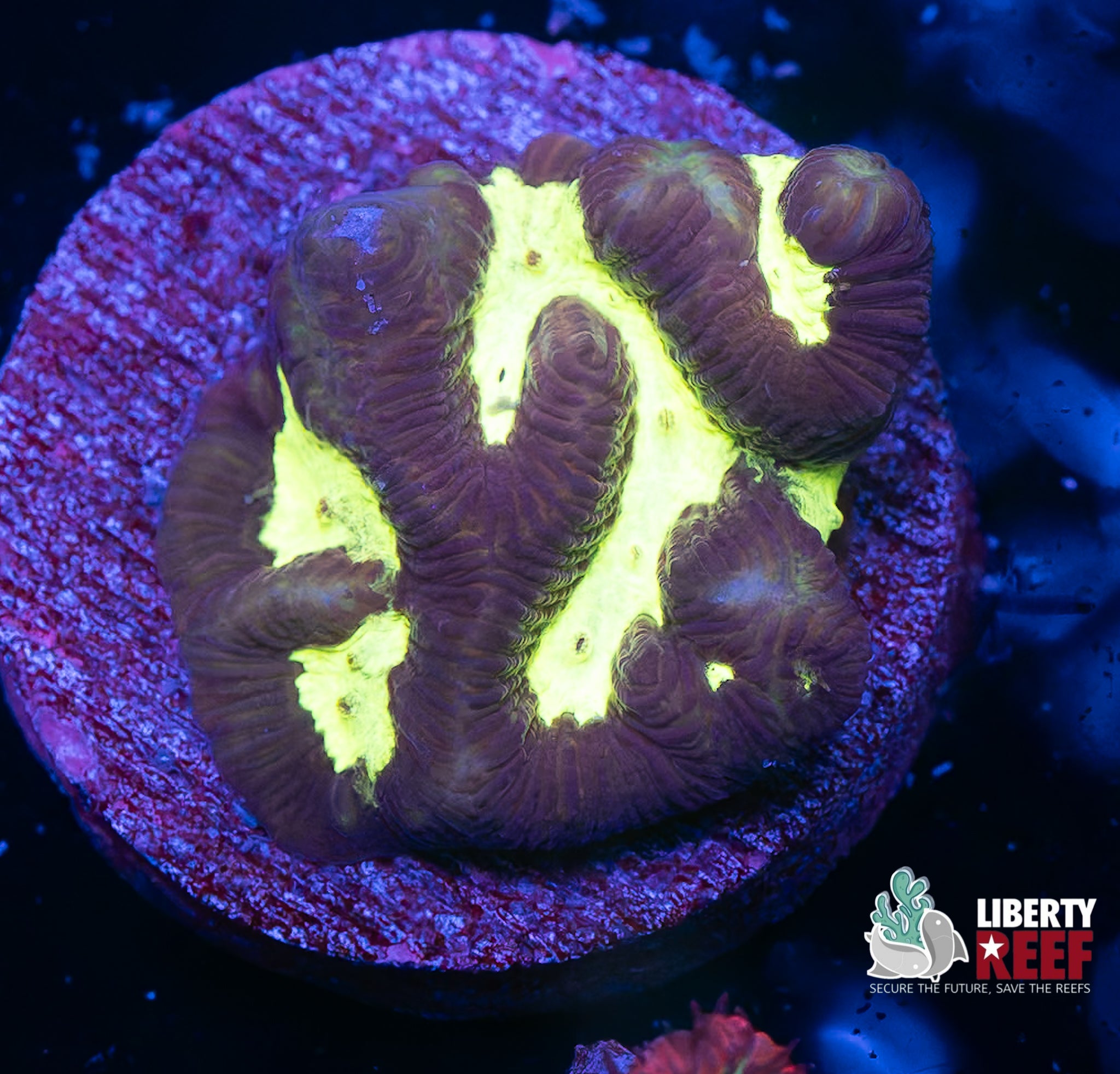 Nuclear Maze Coral