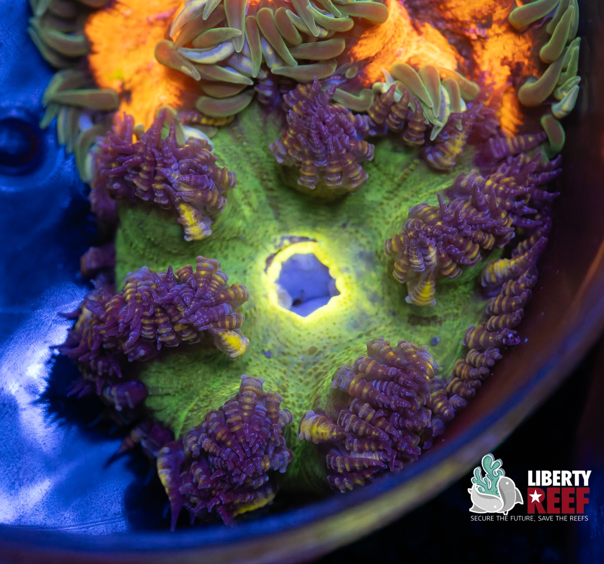 Ultra Hulk Rock Flower Anemone