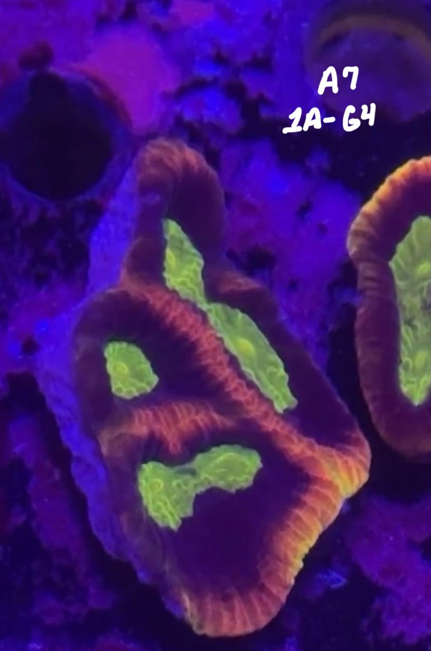 Henry Lau 10/18 Facebook Live Auction