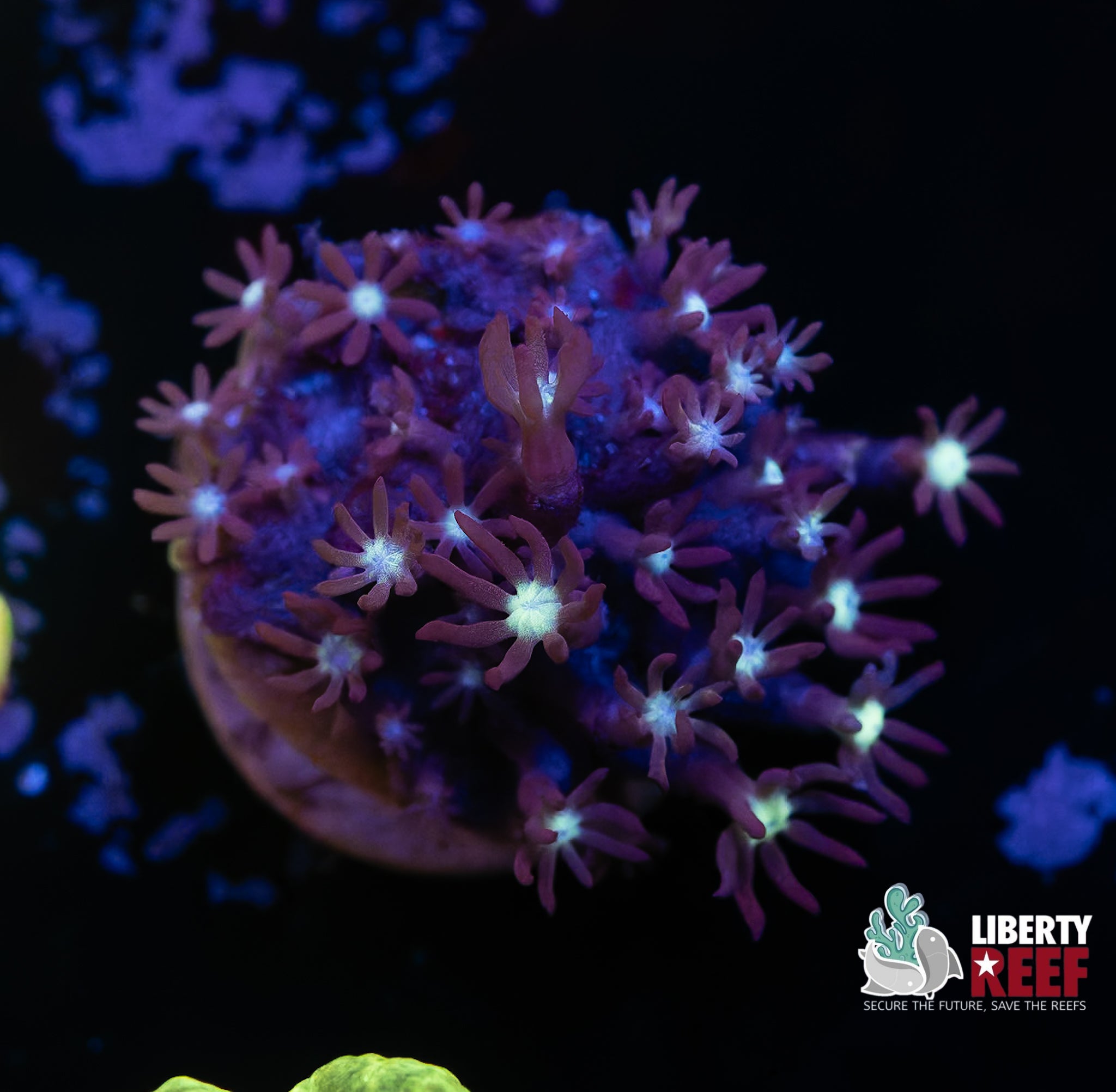 Jasmin Clove Polyps