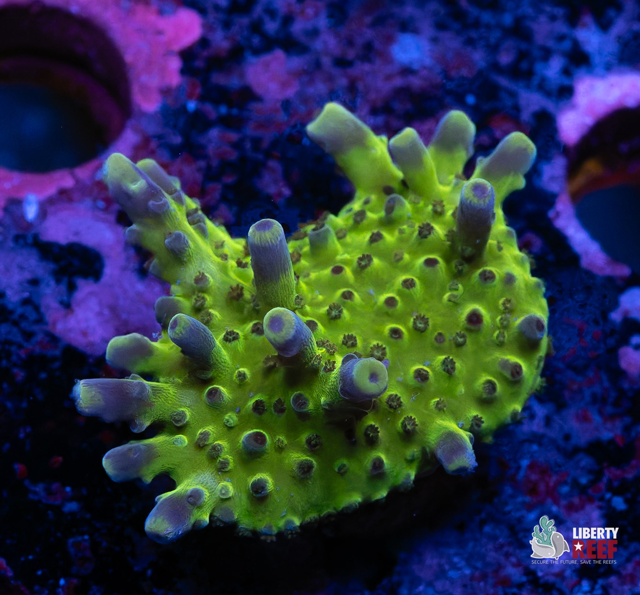 Wicked Witch of the West Melting