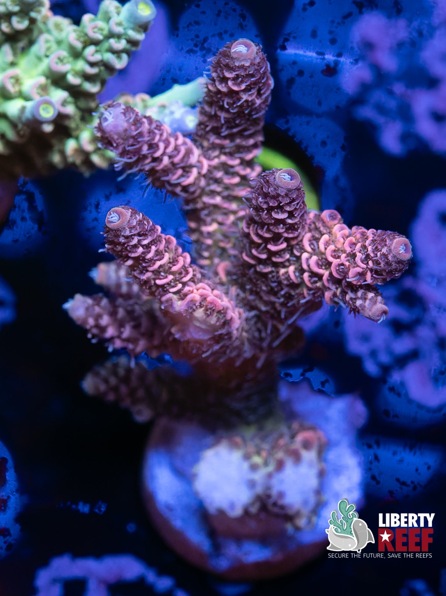 Pink Dream Millepora Mini Colony