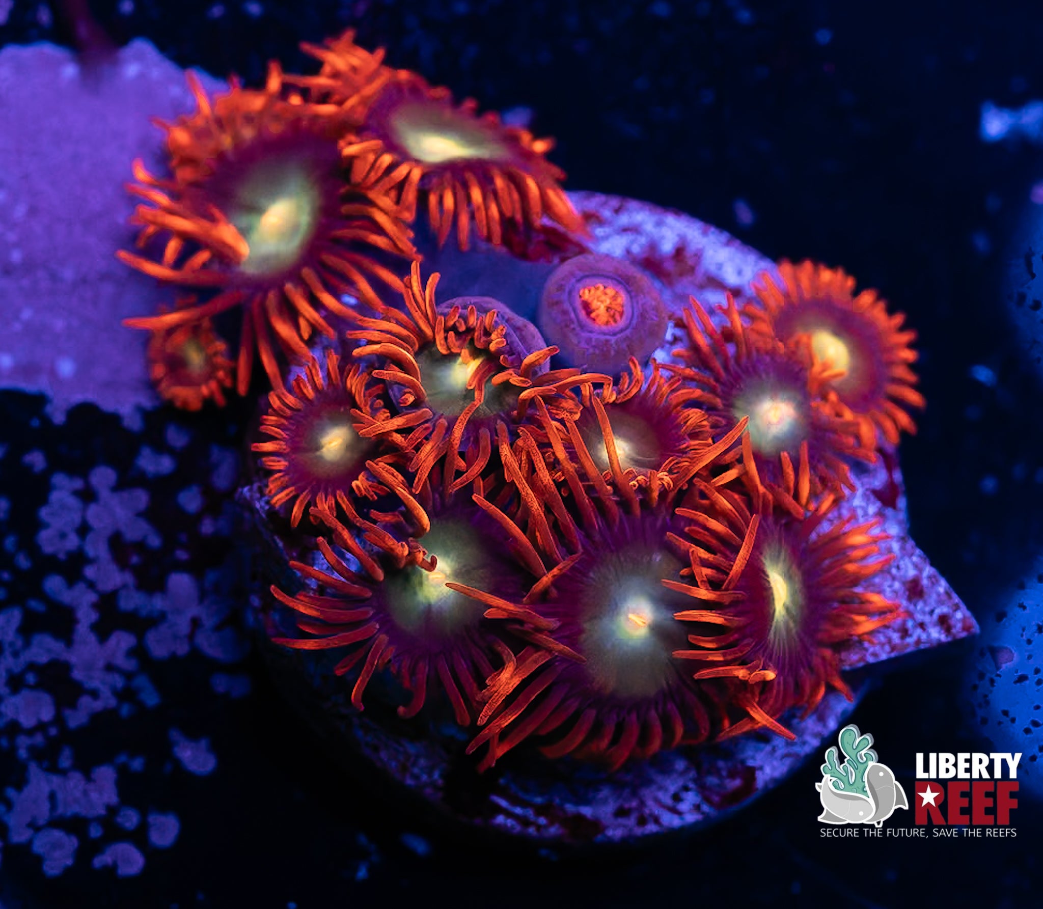 Punk Rocker Zoas
