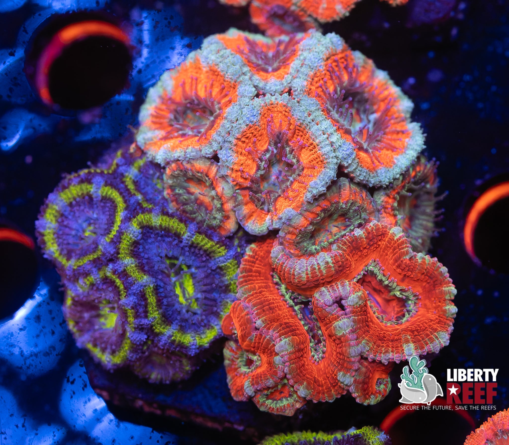 Ultra Acan Garden
