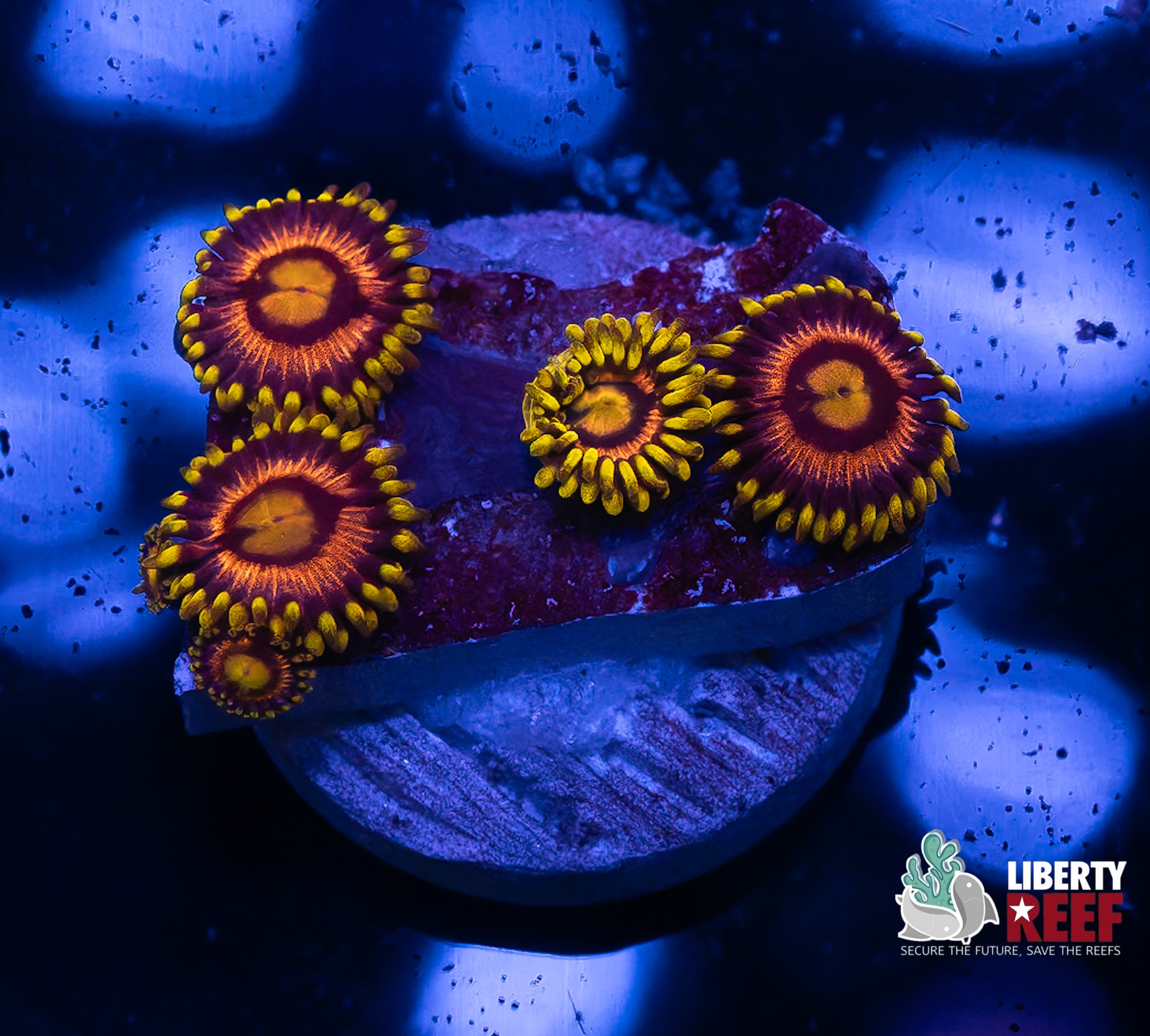 Laser Lemon Zoas