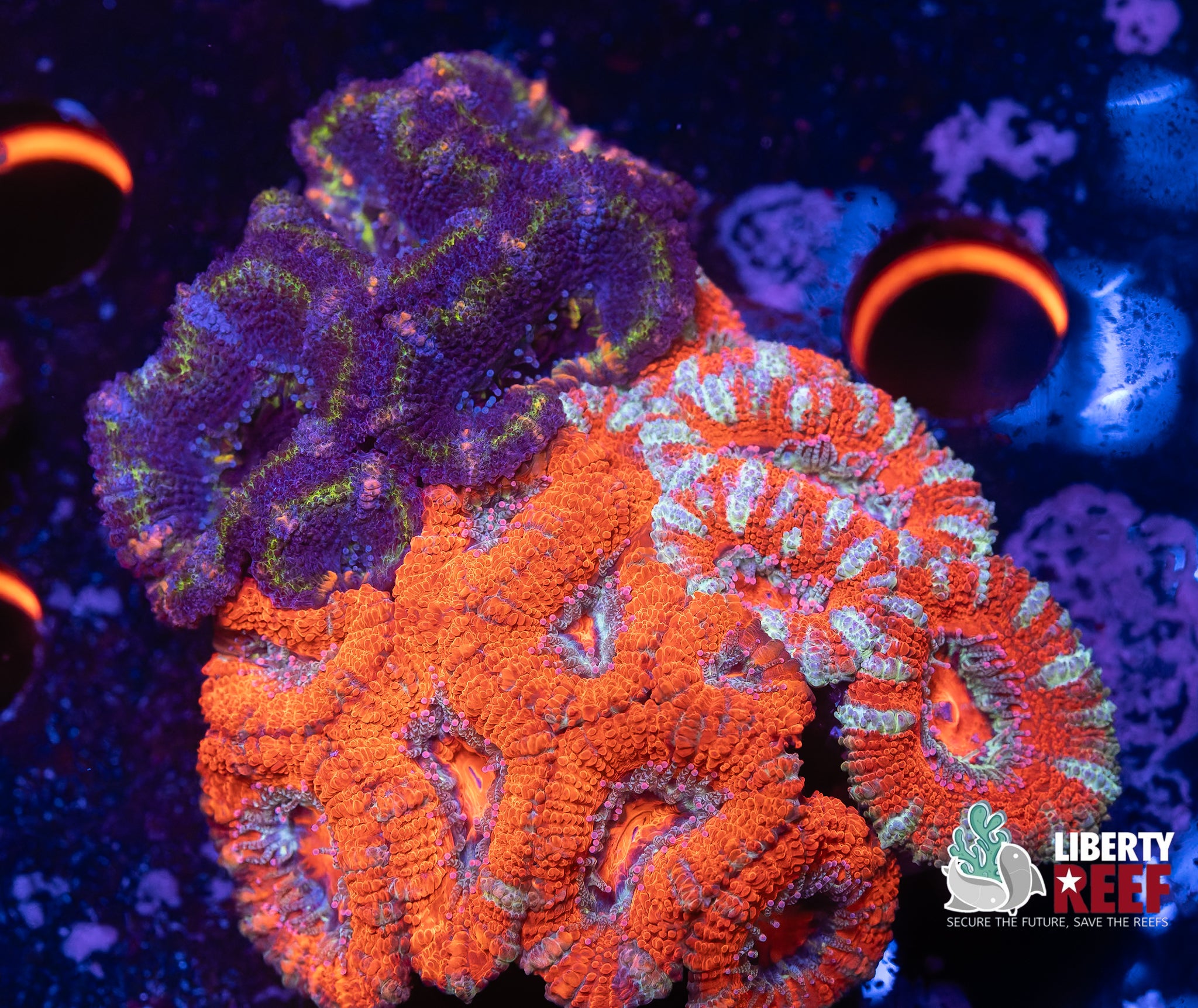 Ultra Acan Garden
