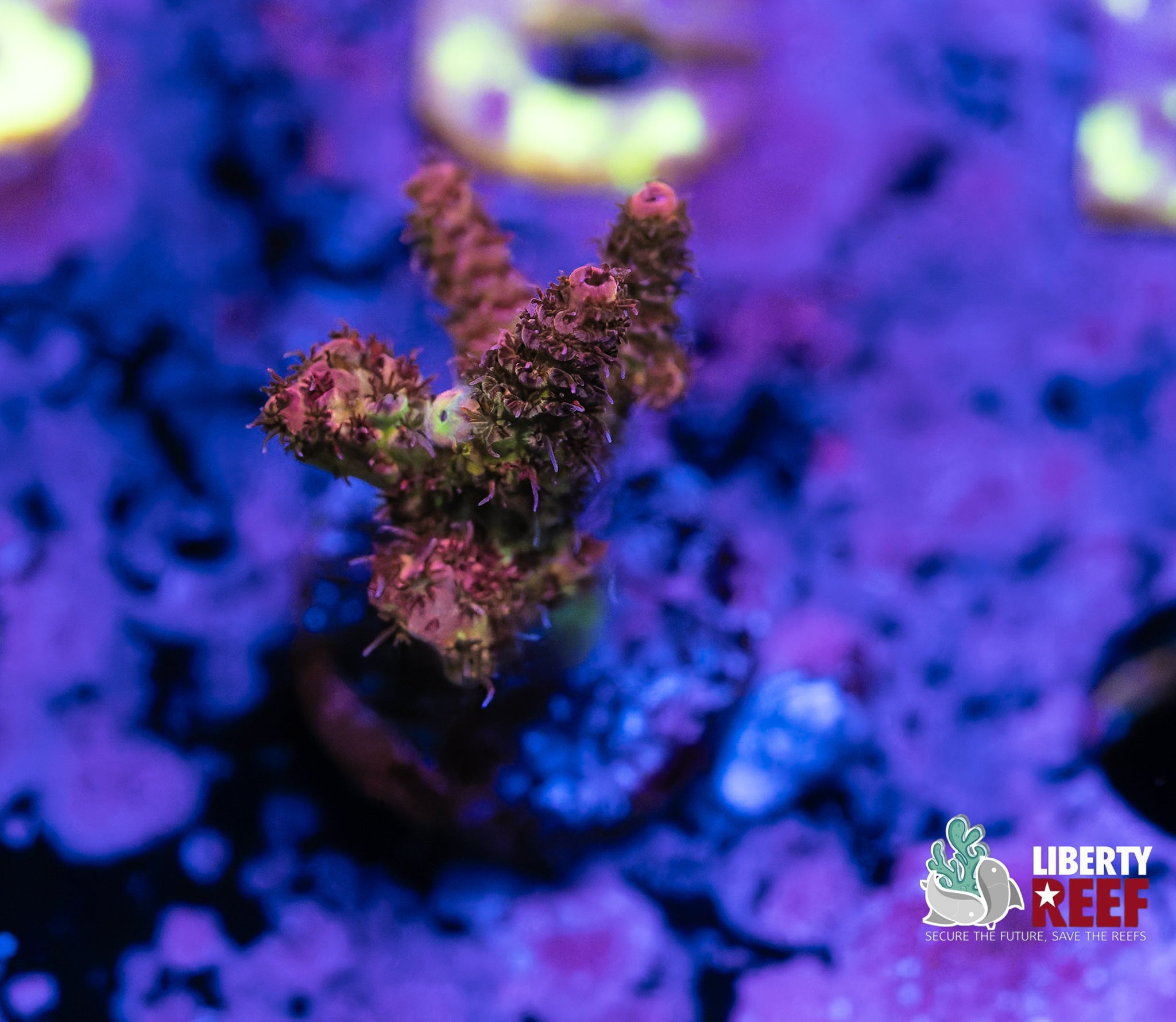 Rainbow Acro
