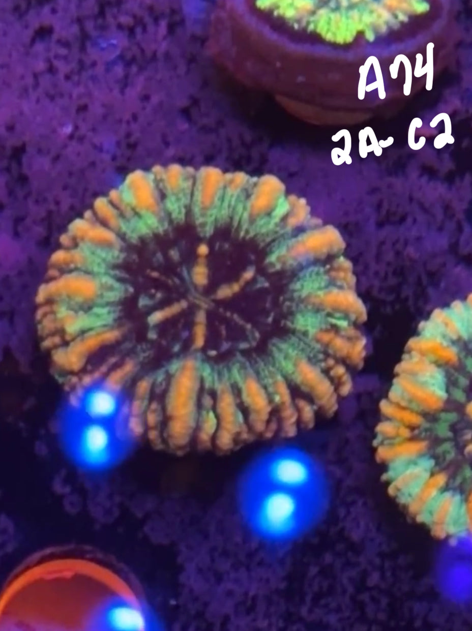 Kelsi Hohensee 10/25 Facebook Live Auction