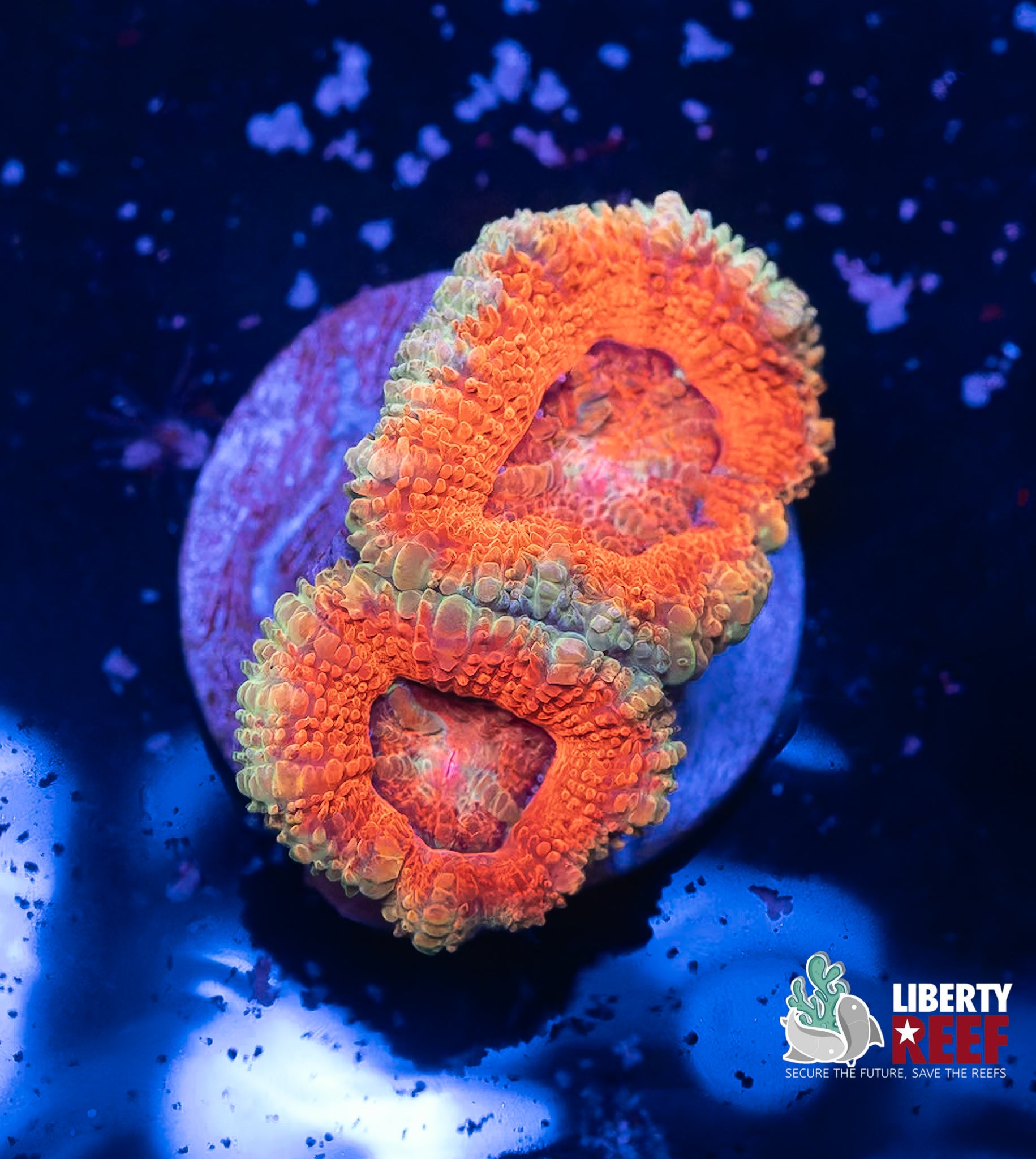 Orange Crush Acans