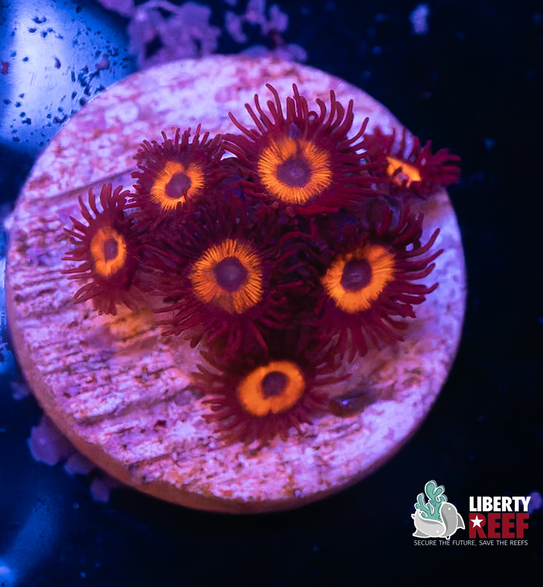Reverse Bob Marley Zoas