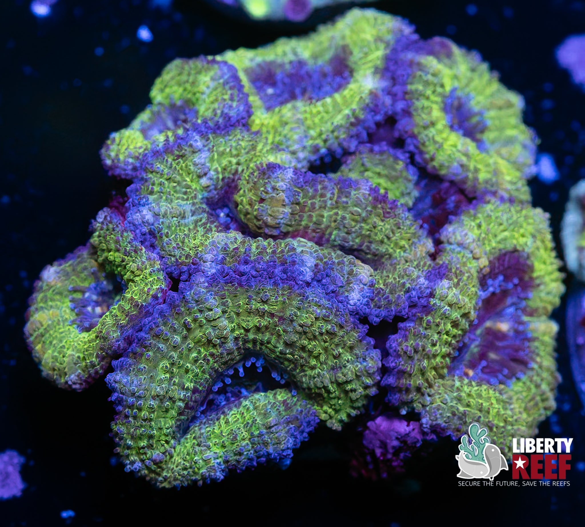 Alien Eye Acan Chunk