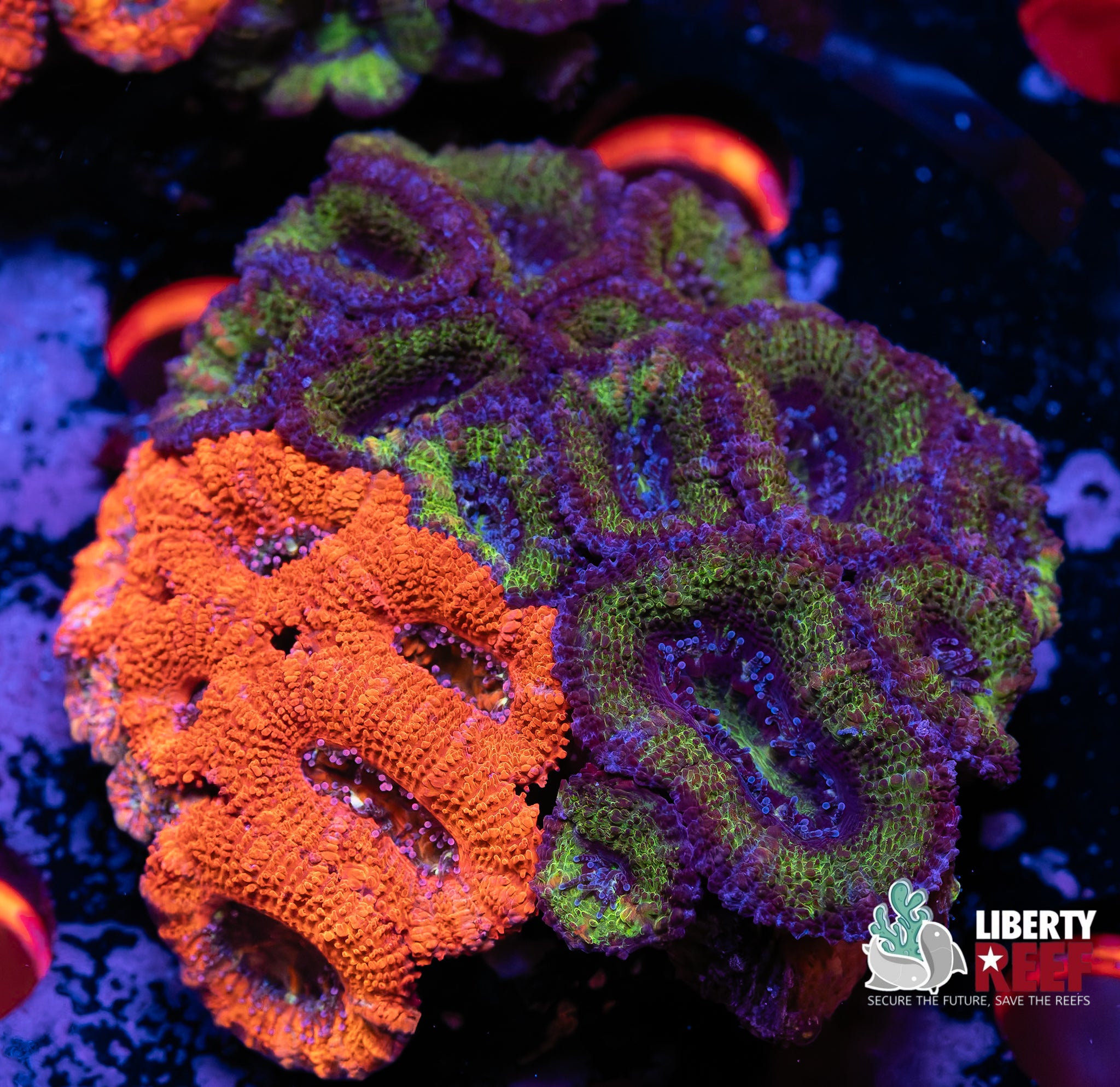 Ultra Acan Garden