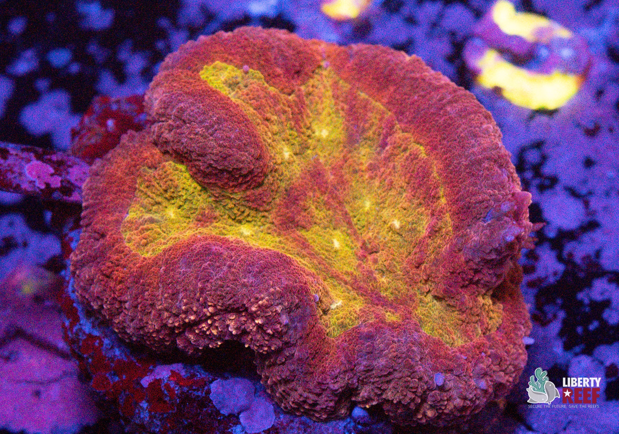 10/31 Online Auction