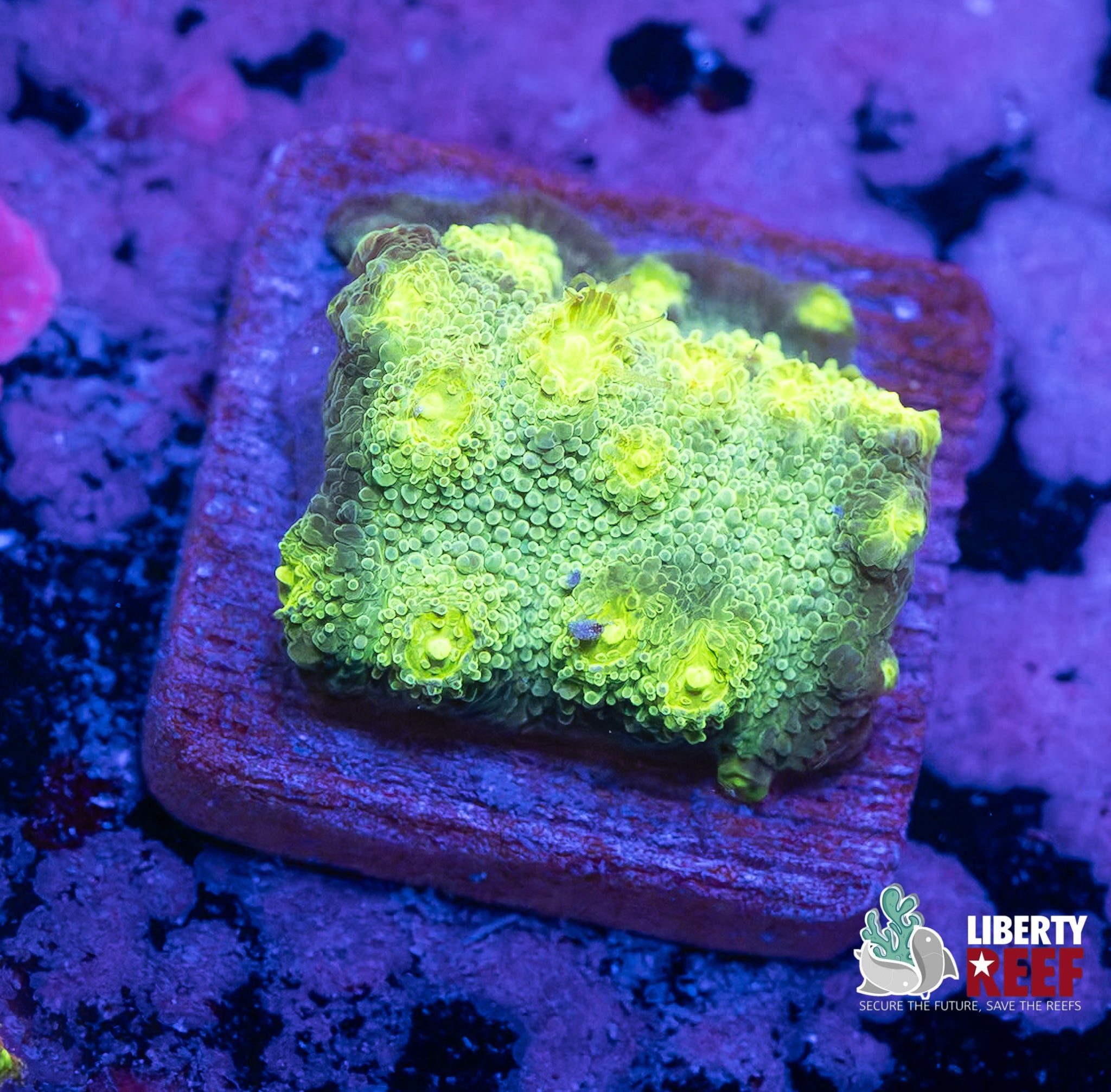 Sour Apple Cyphastrea