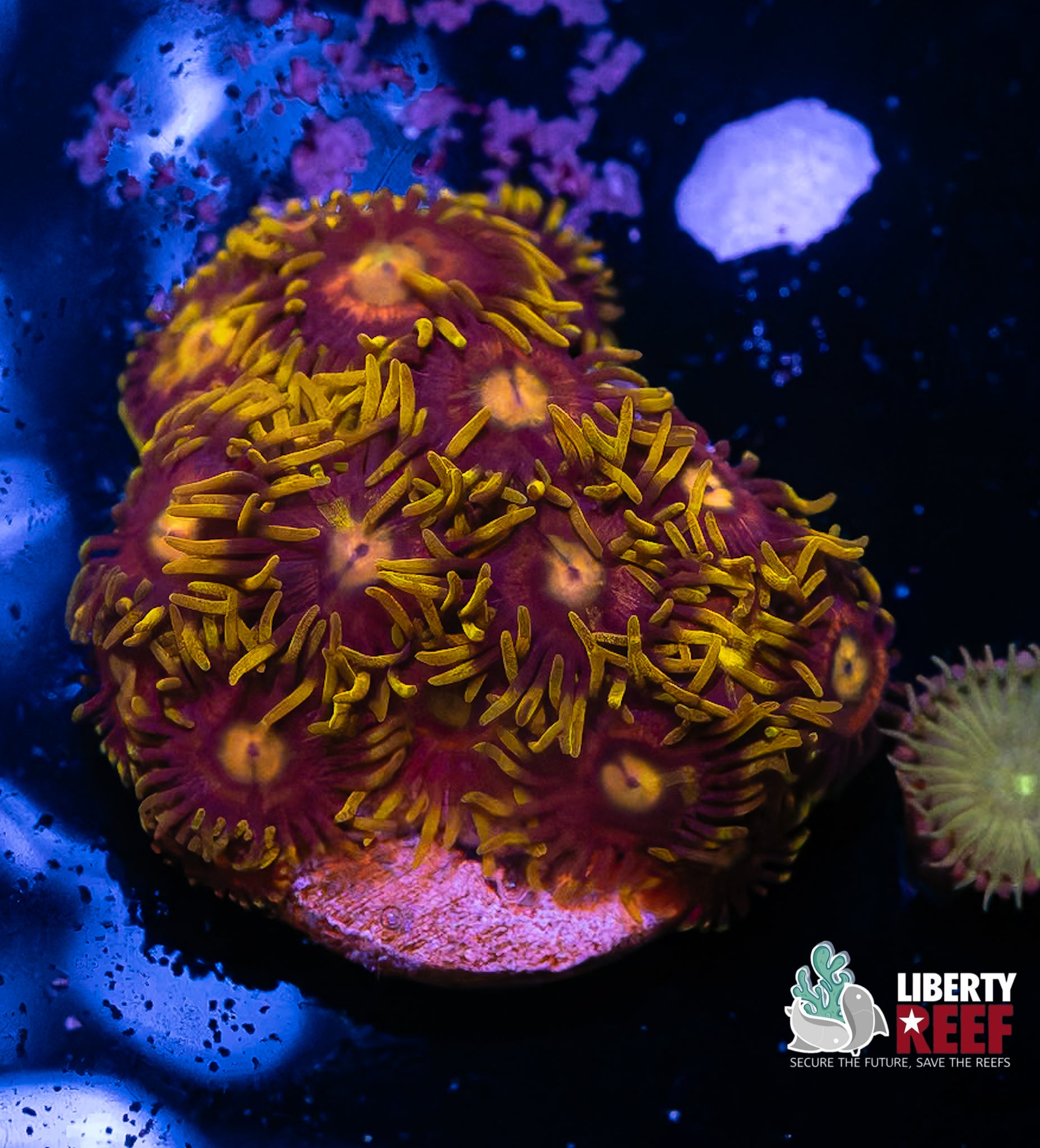 Laser Lemon Zoas