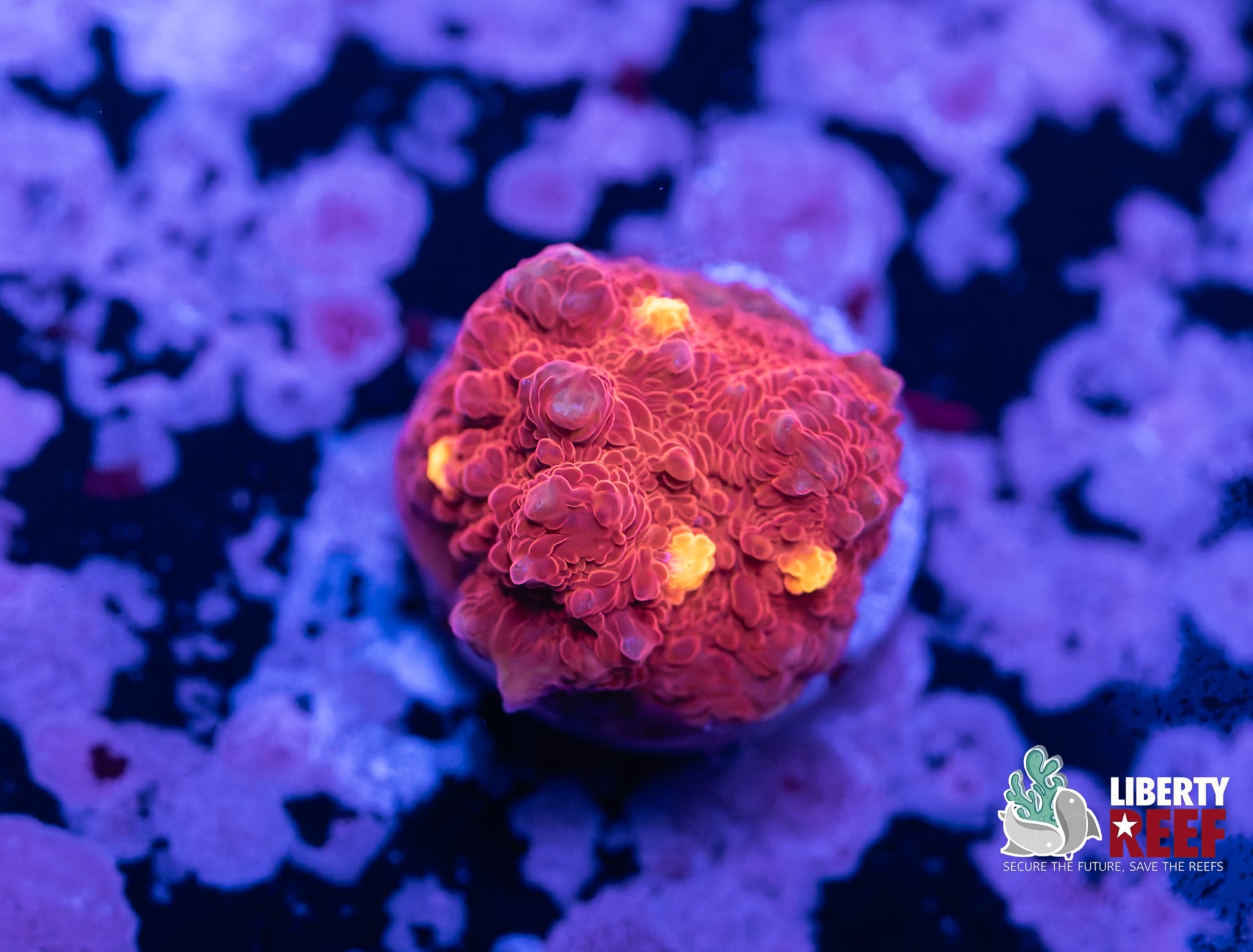 Lava Chalice