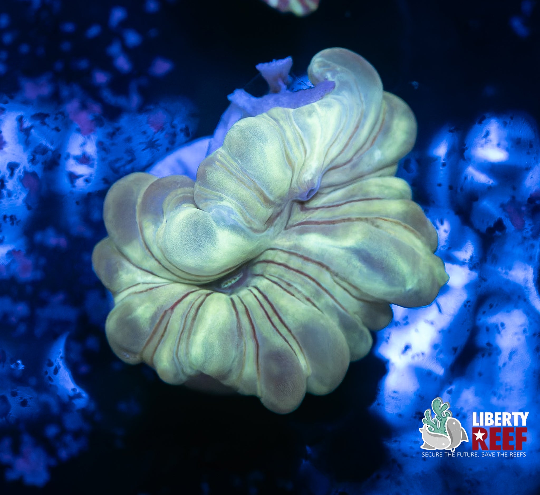 Fox Coral