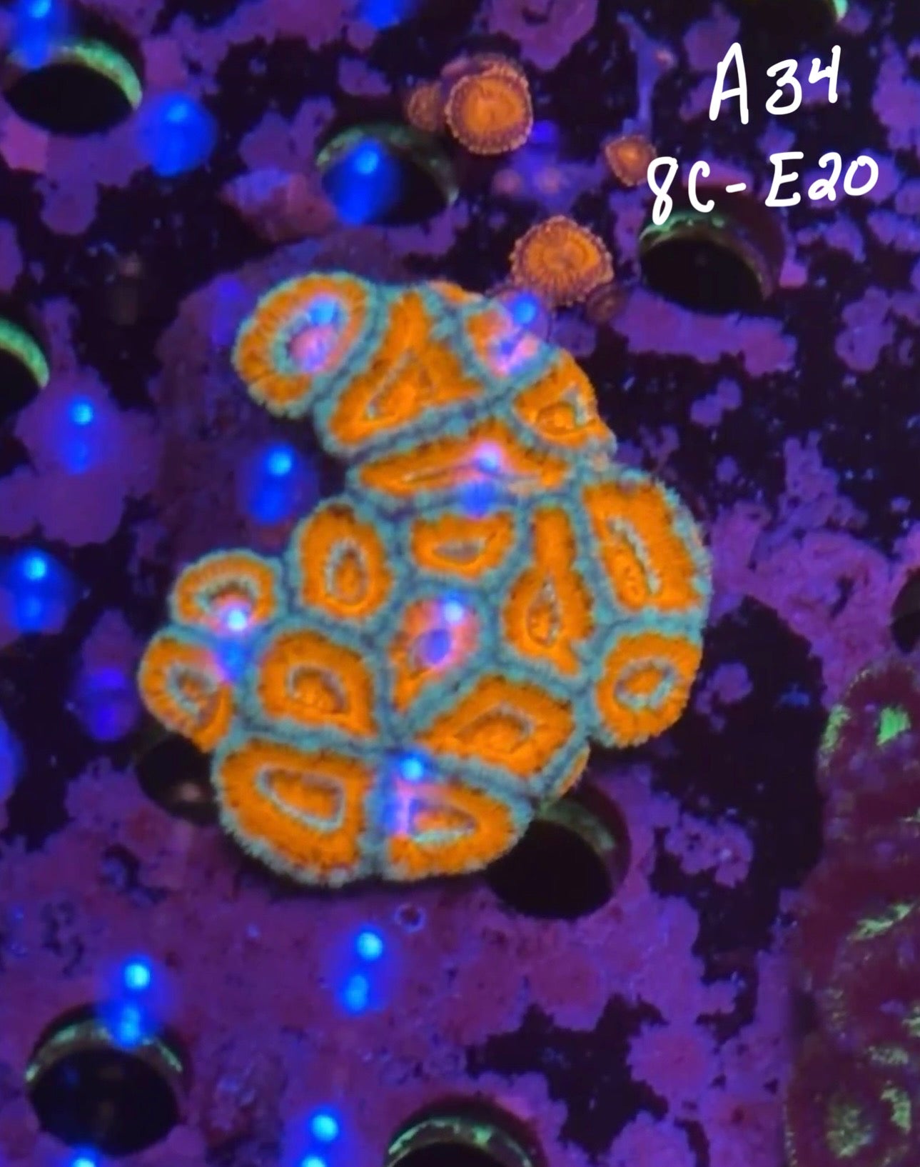 Kelsi Hohensee 10/25 Facebook Live Auction