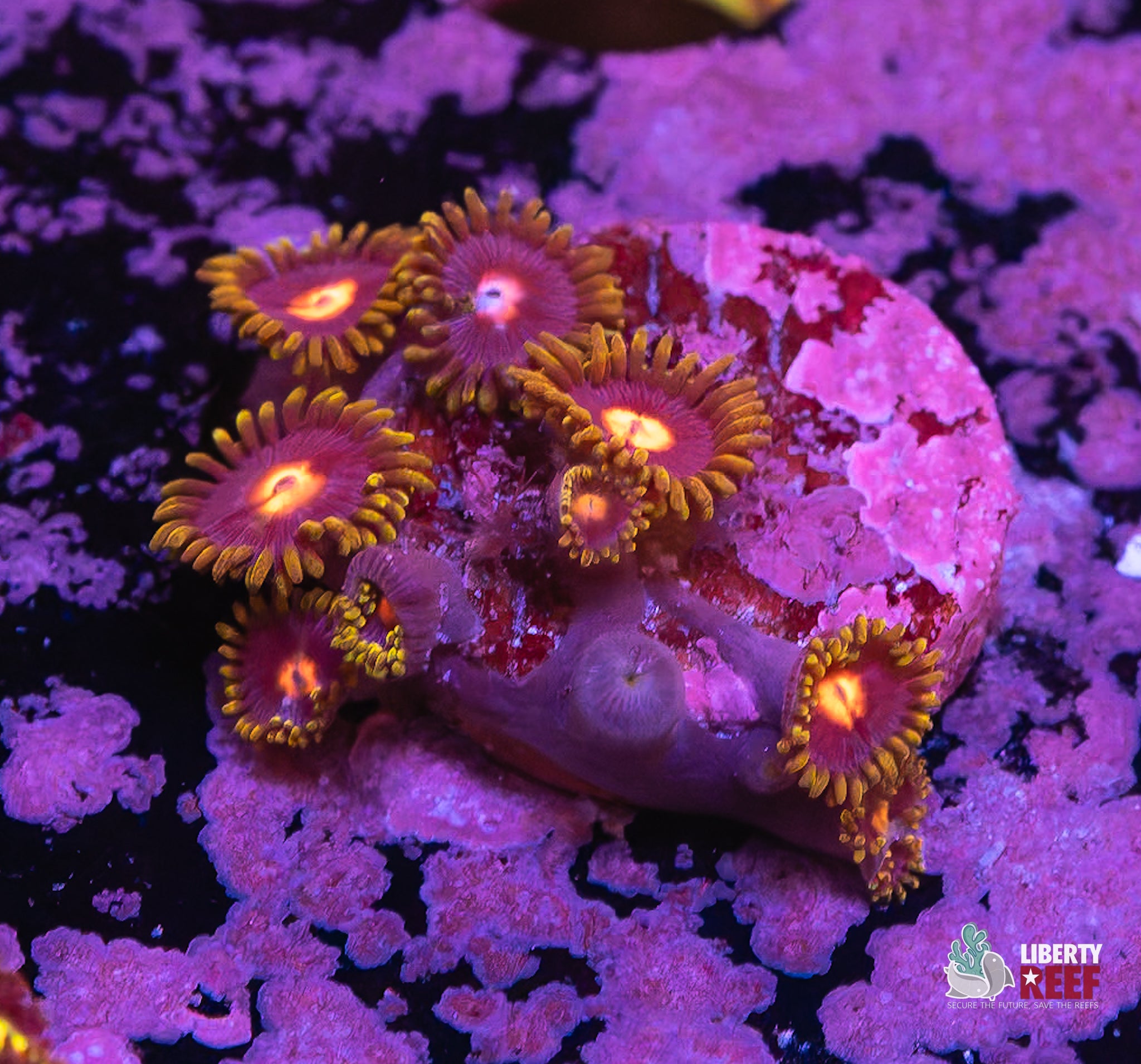 Snow White Zoas
