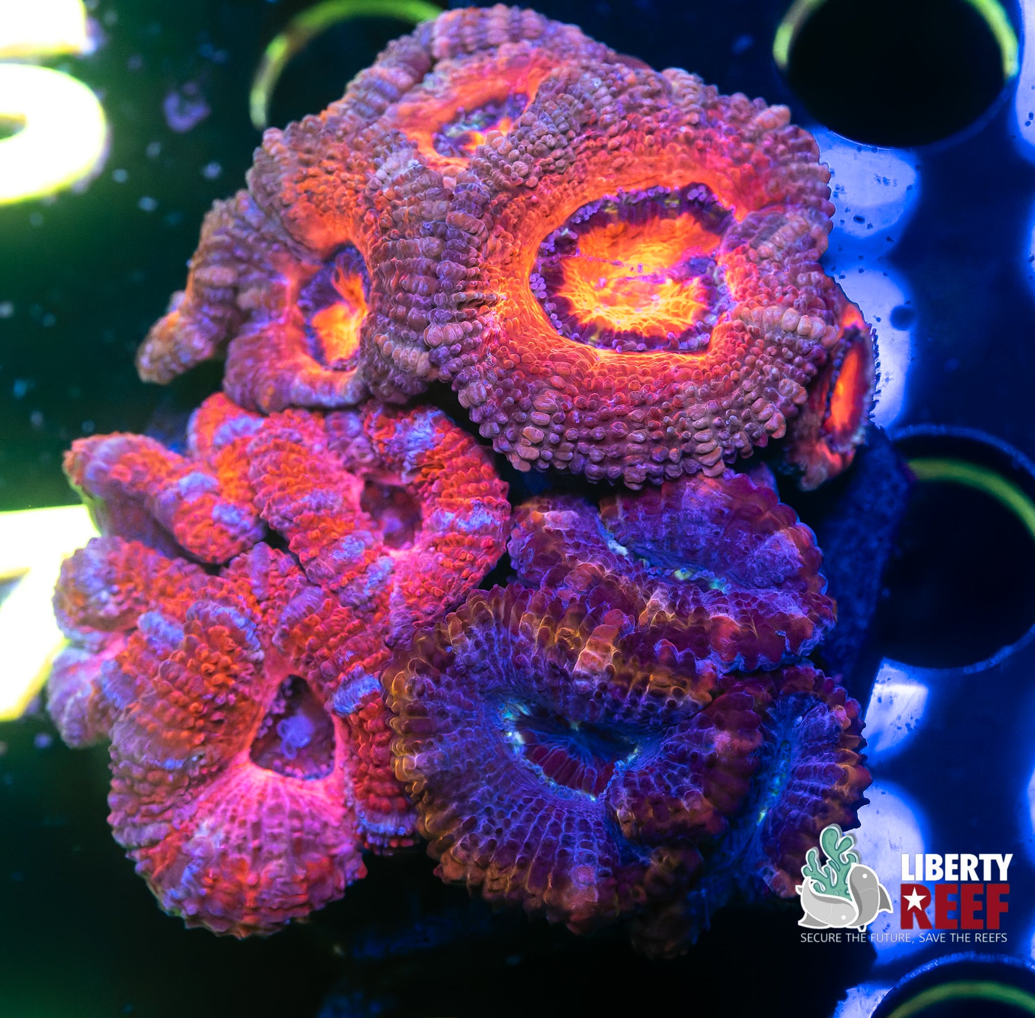 Wicked Acan Garden
