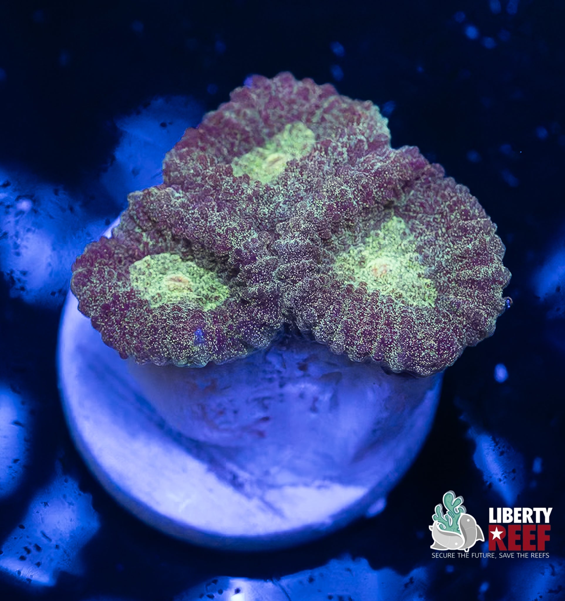 Green Glitter Favia