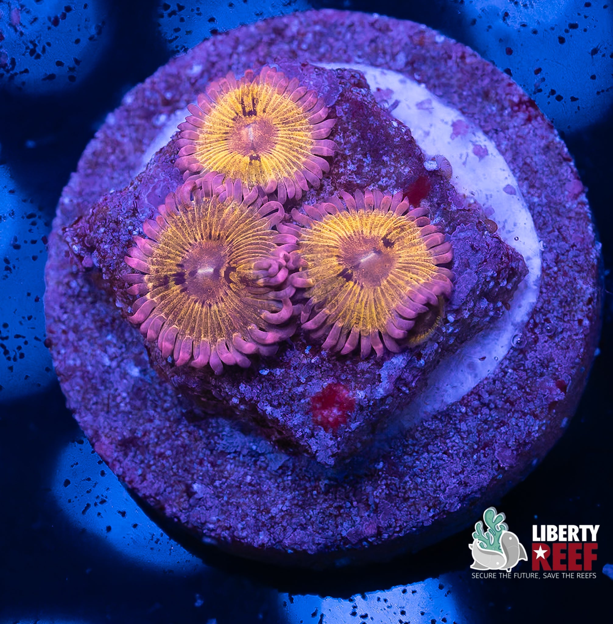 Stratocaster Zoas