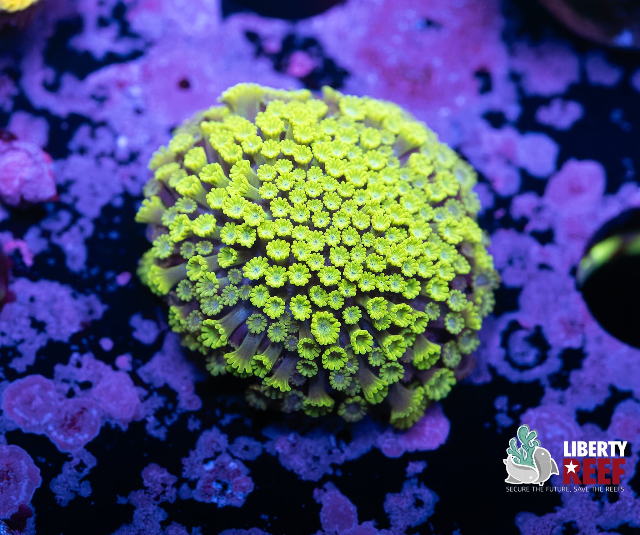 Fluorescent Micro Goniopora