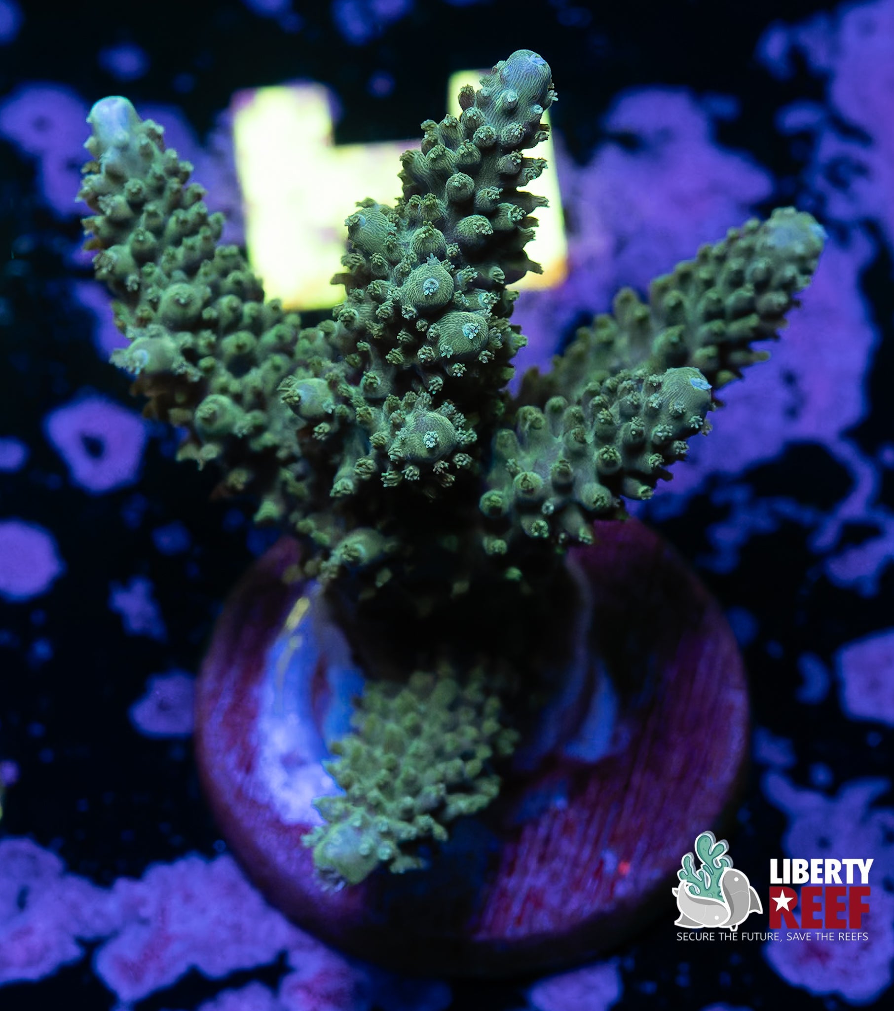 Green Dream Tort Acro Chunk