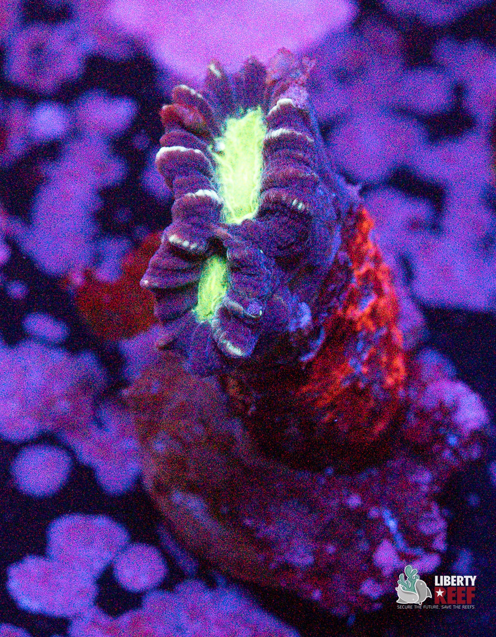 Alien Eye Candy Cane