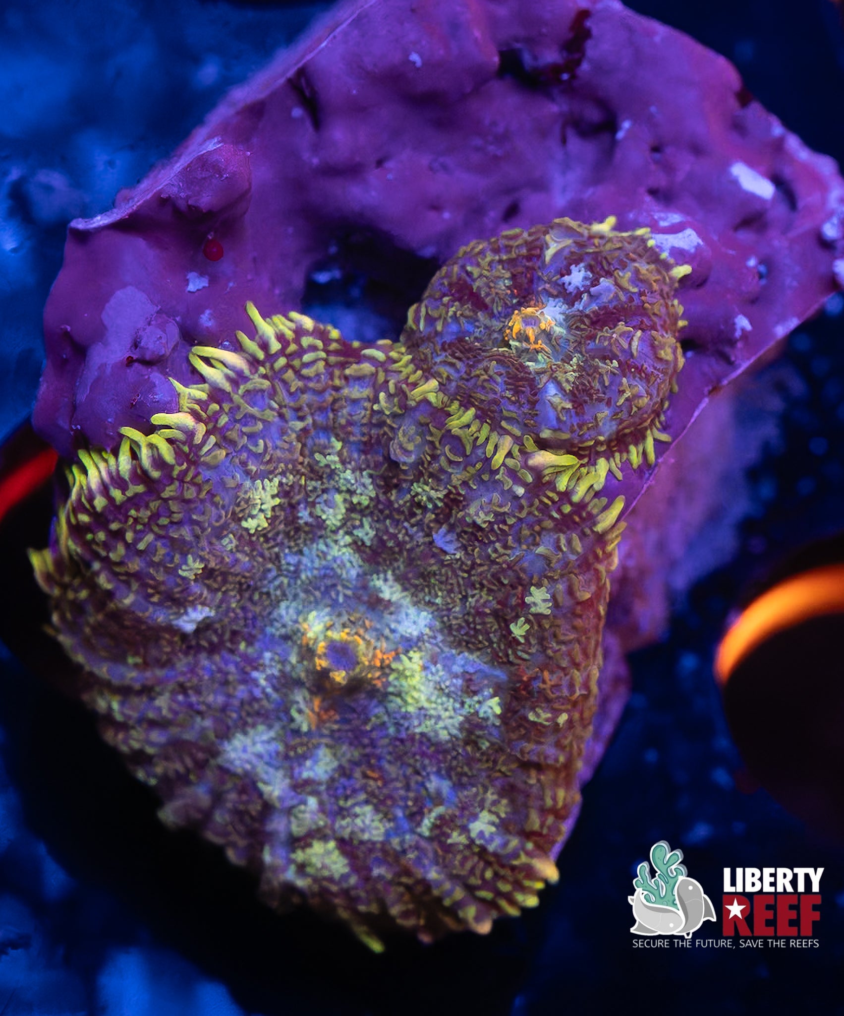 Double Patchwork Rhodactis Mushroom