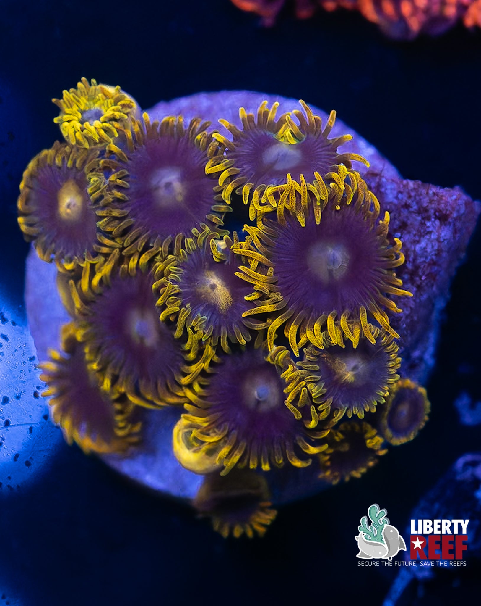 Blueberry Pie Zoas