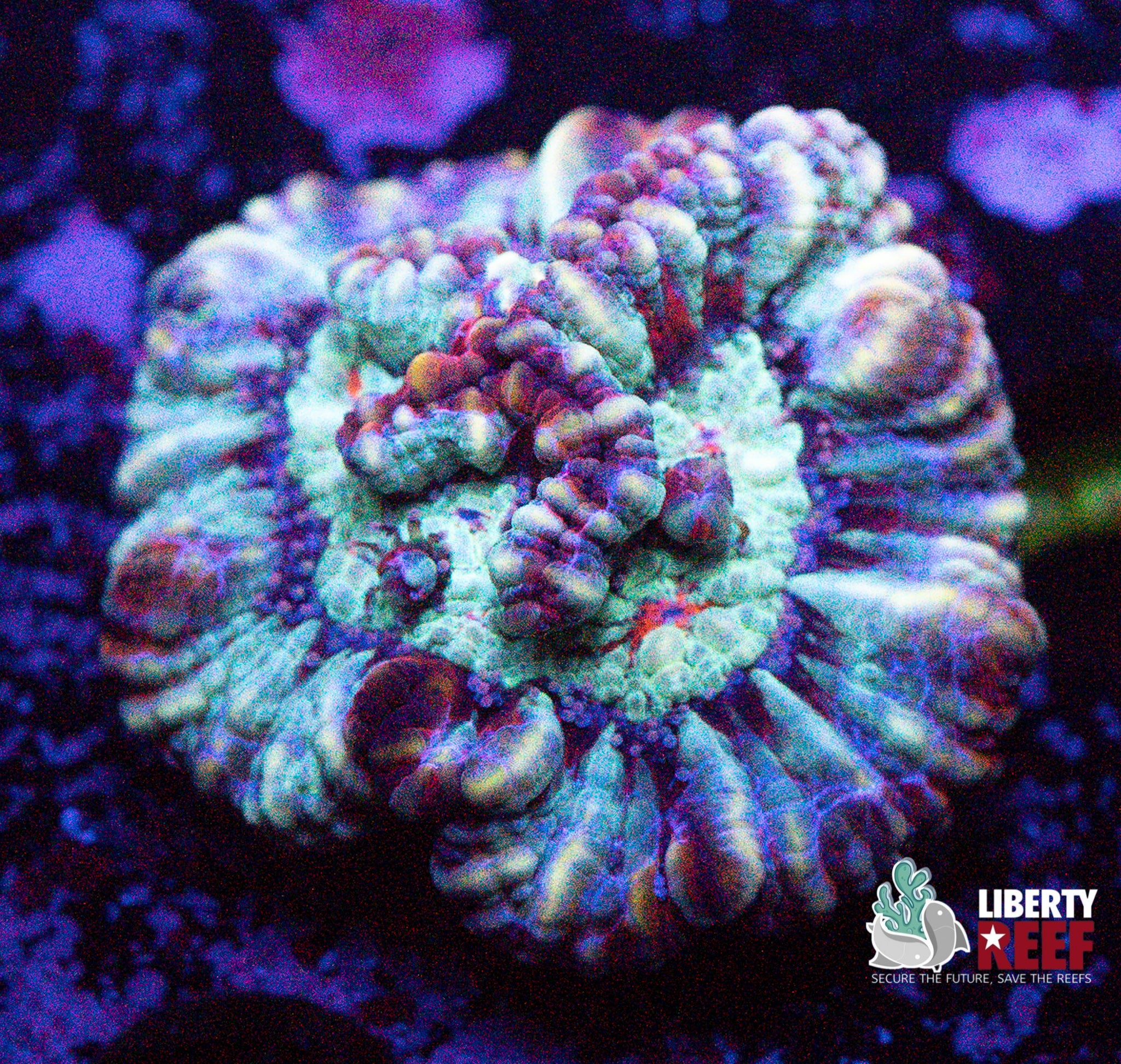 Online Auction 9/5