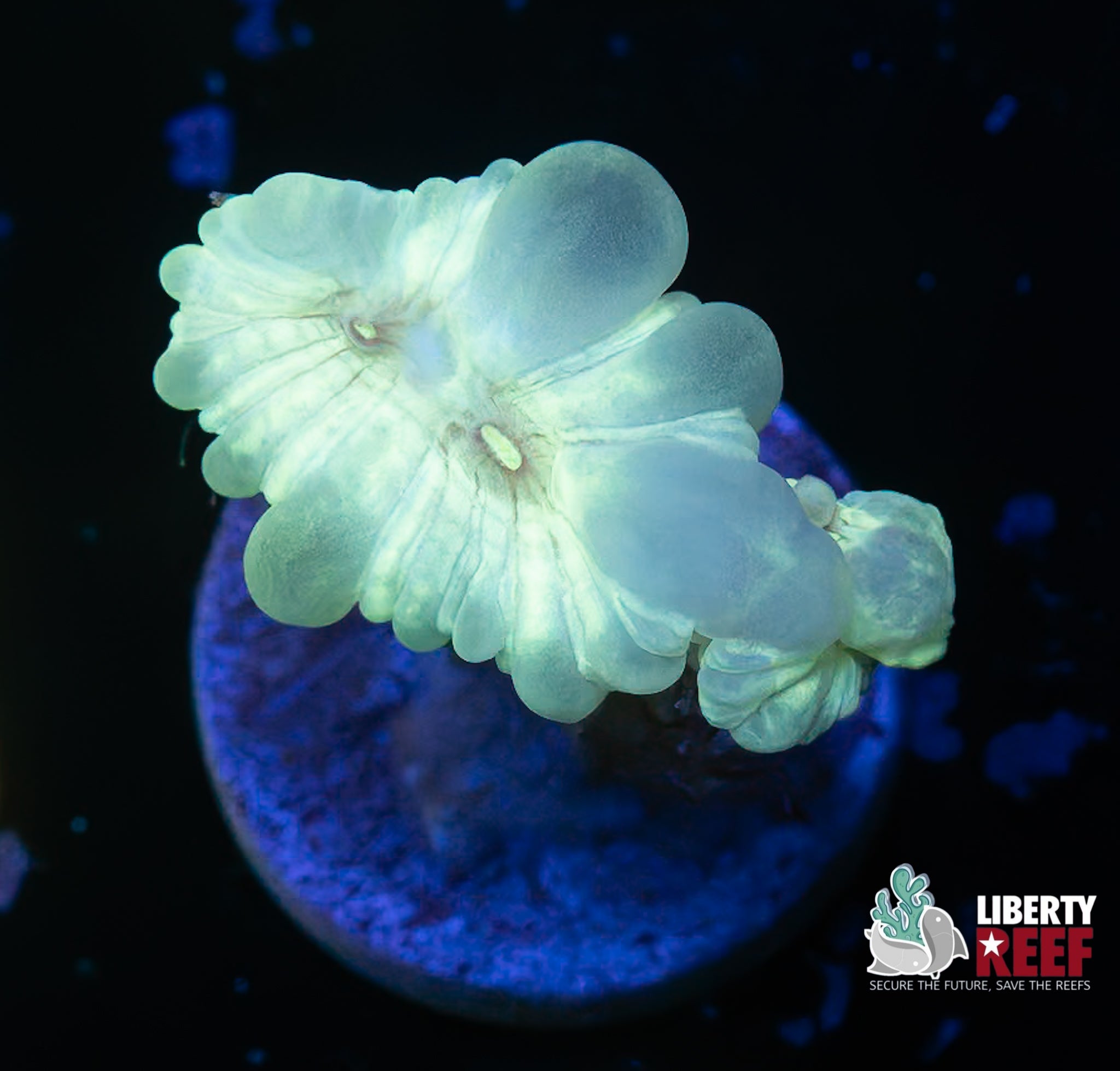 Fox Coral