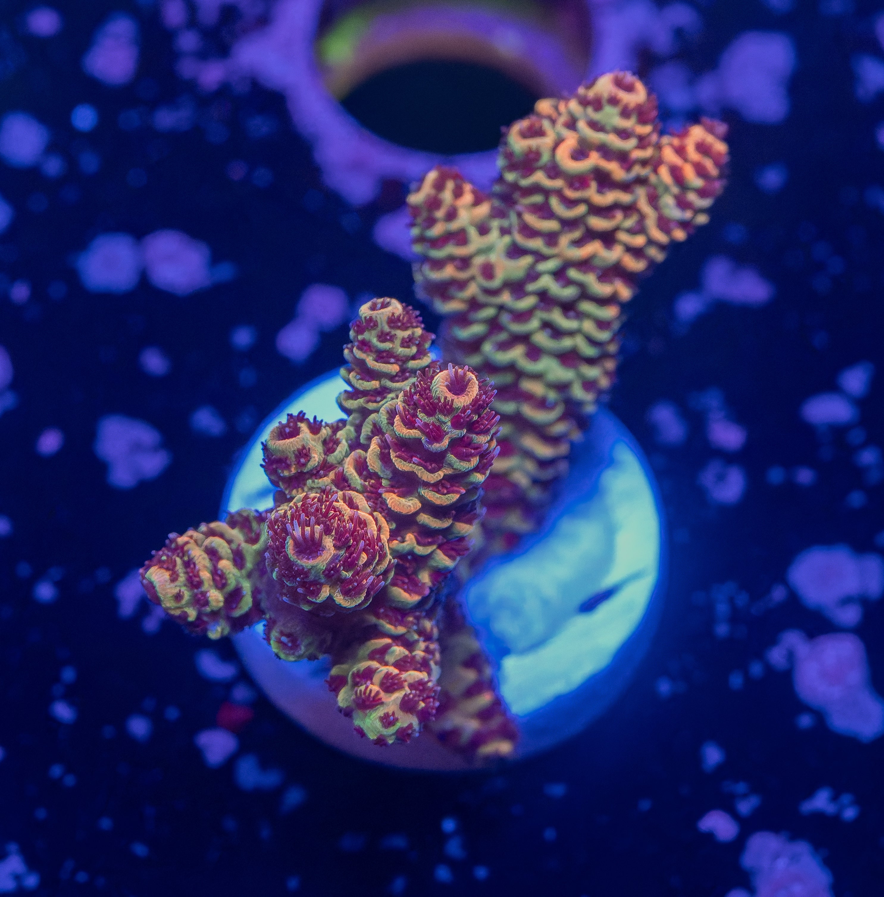 Rainbow Acro
