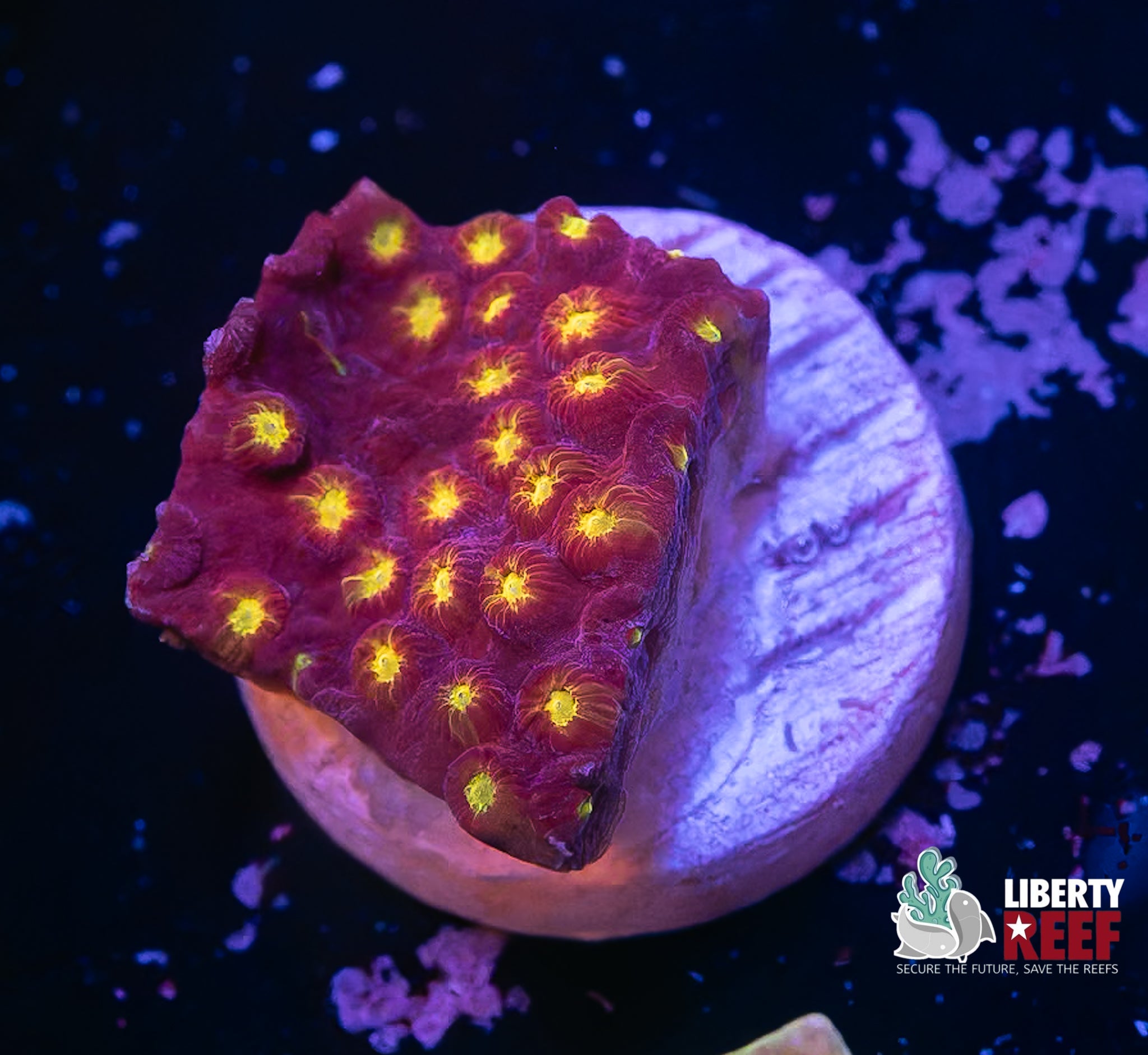 Purple Blaze Cyphastrea