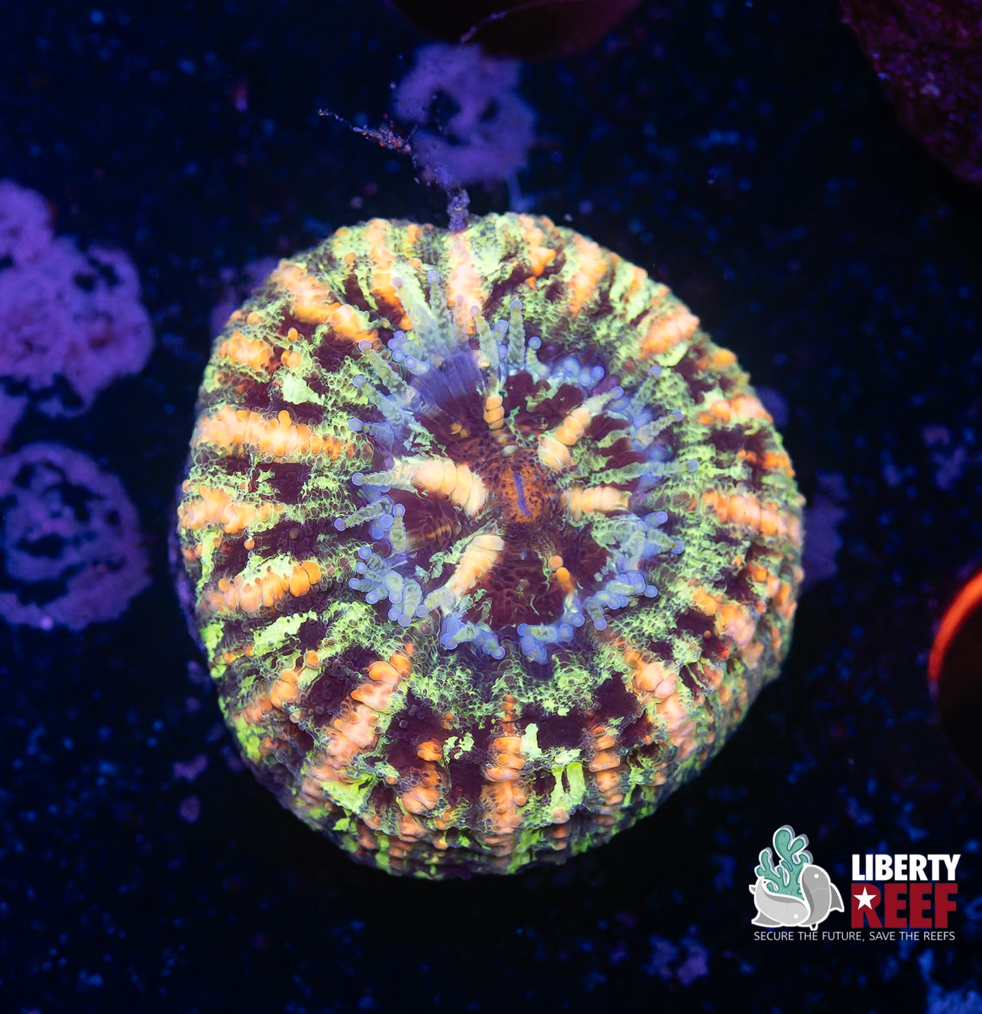 Ultra Tiger Stripe Button Scoly