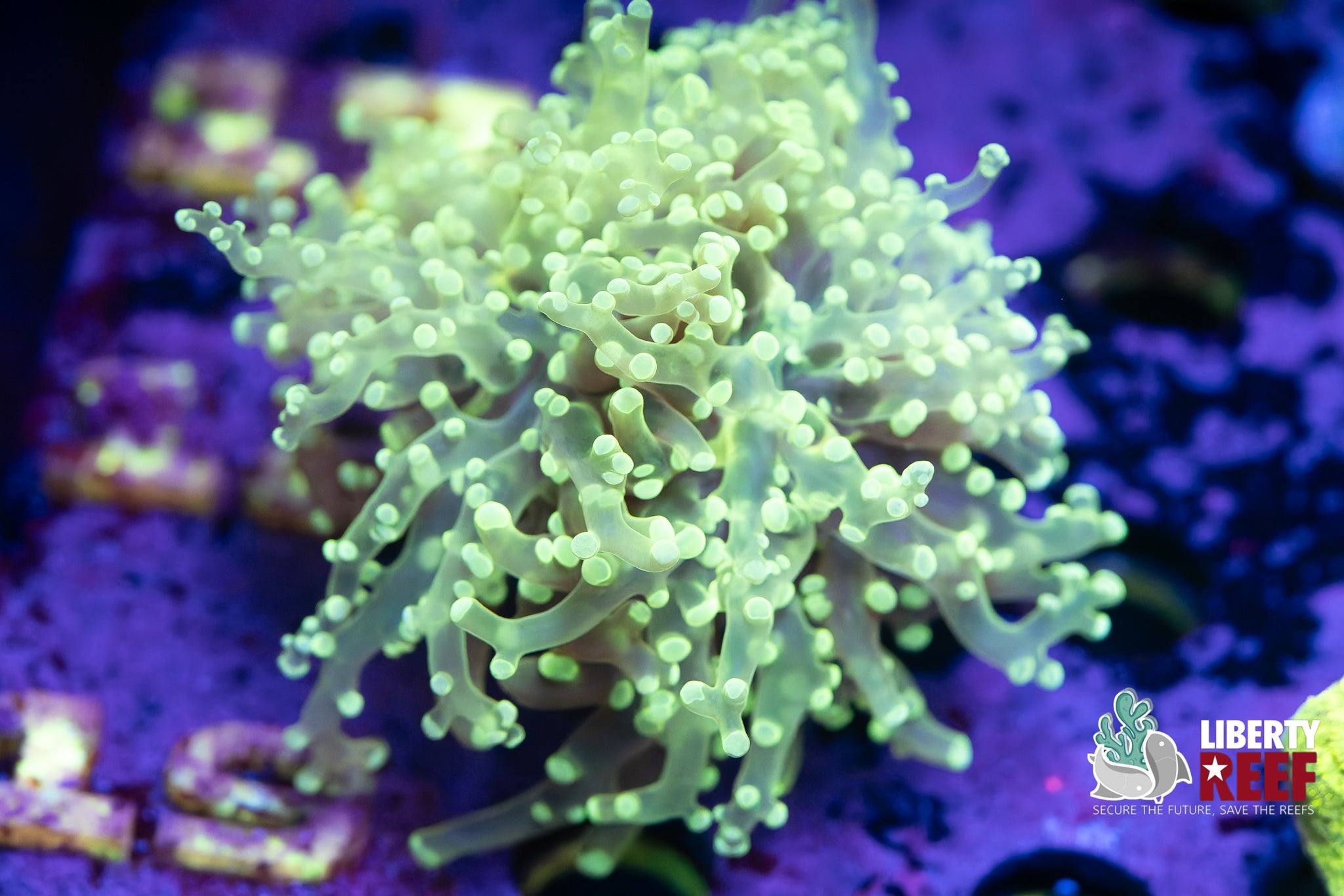 Lemon Lime Frogspawn