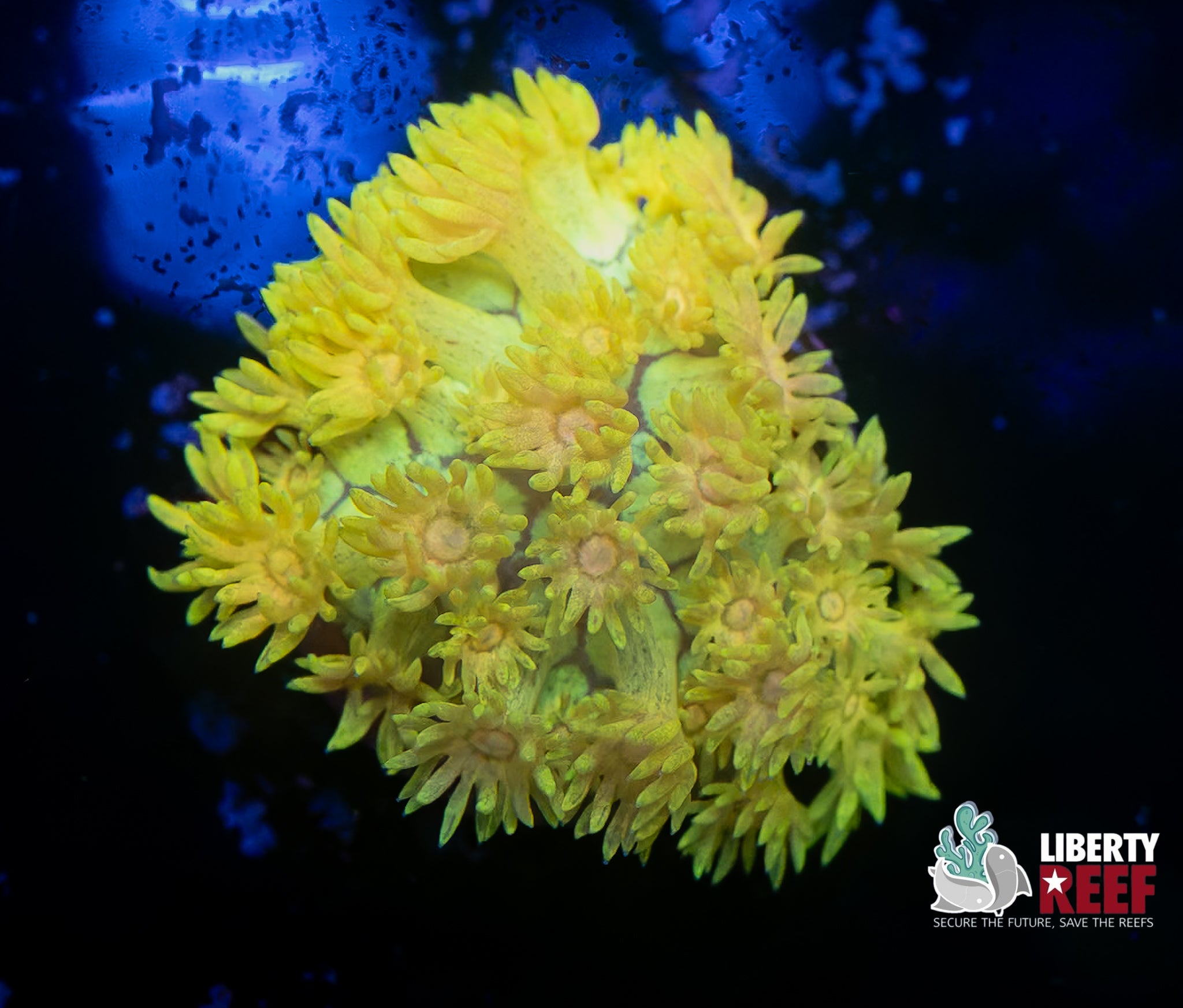 Incredible Rainbow Lemon Goniopora