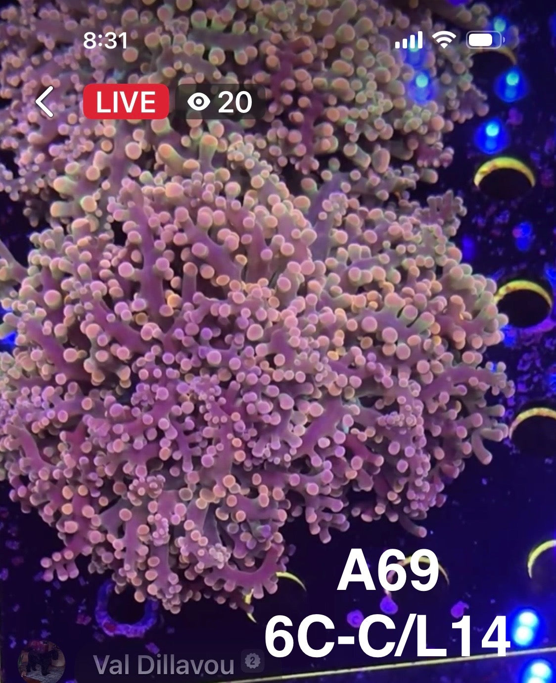 8/30 Facebook Live Auction