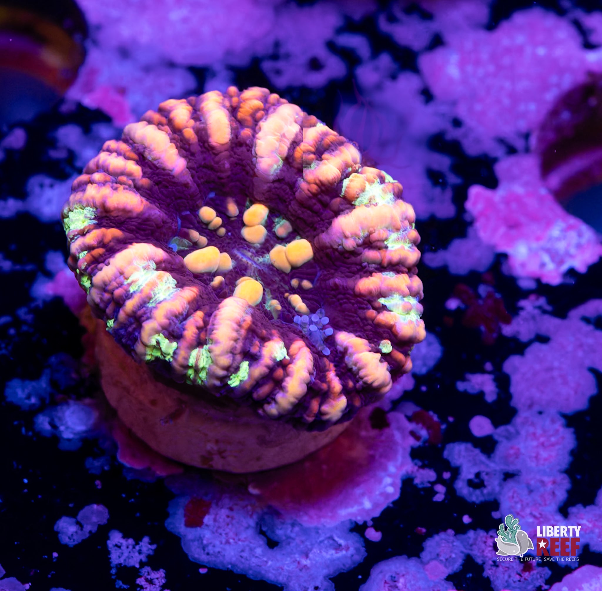 Tri Color Button Scoly