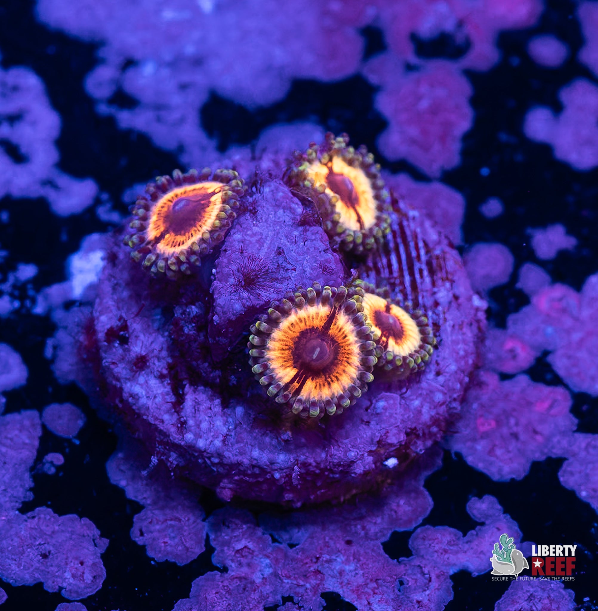 10/31 Online Auction