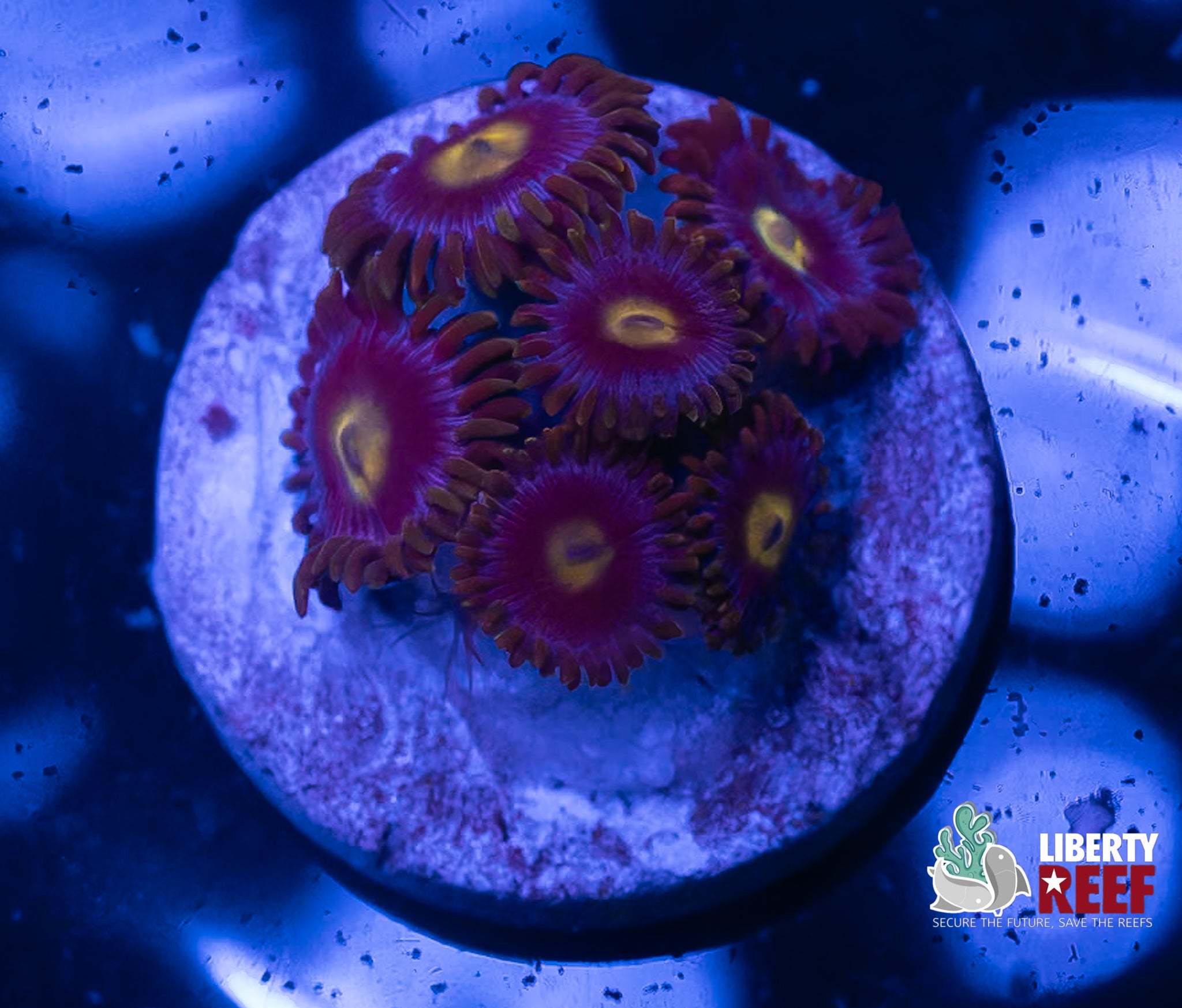 Cookie Monster Zoas