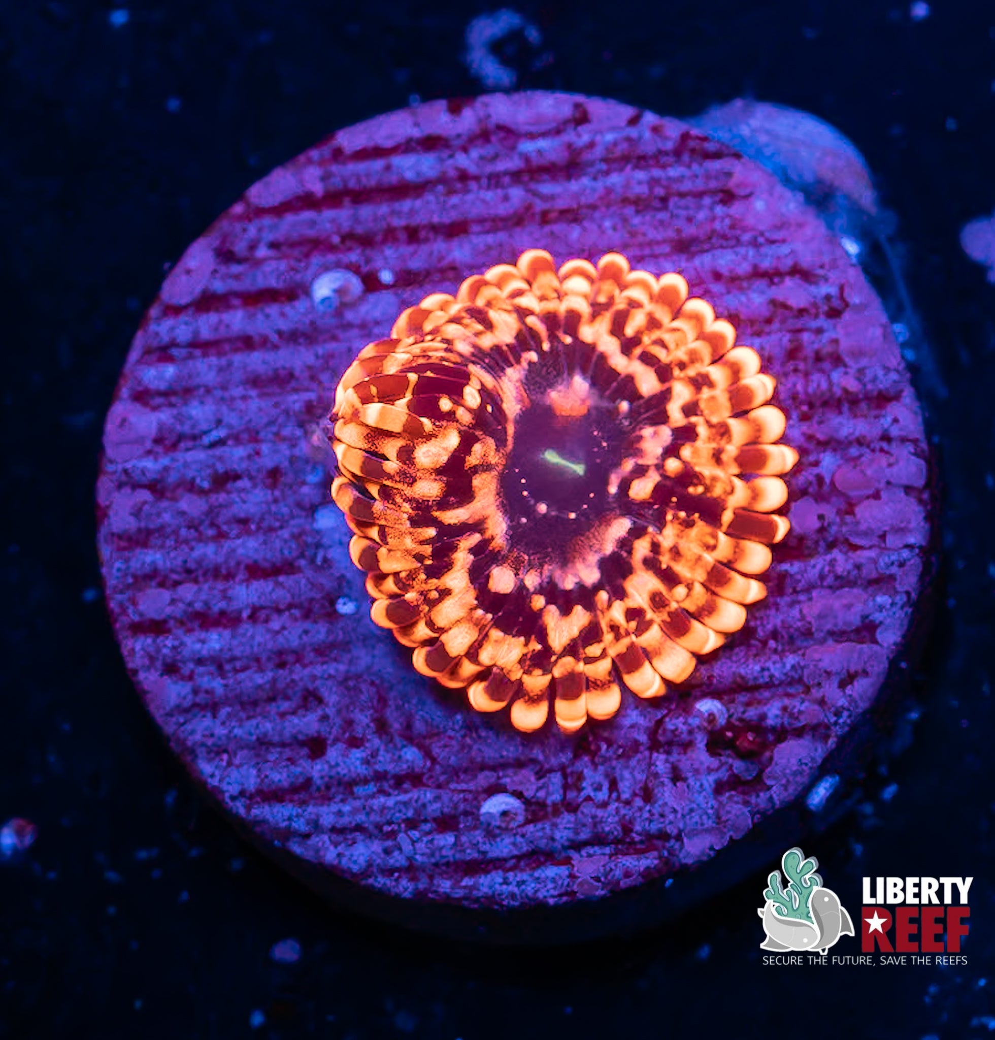 Utter Chaos Zoa